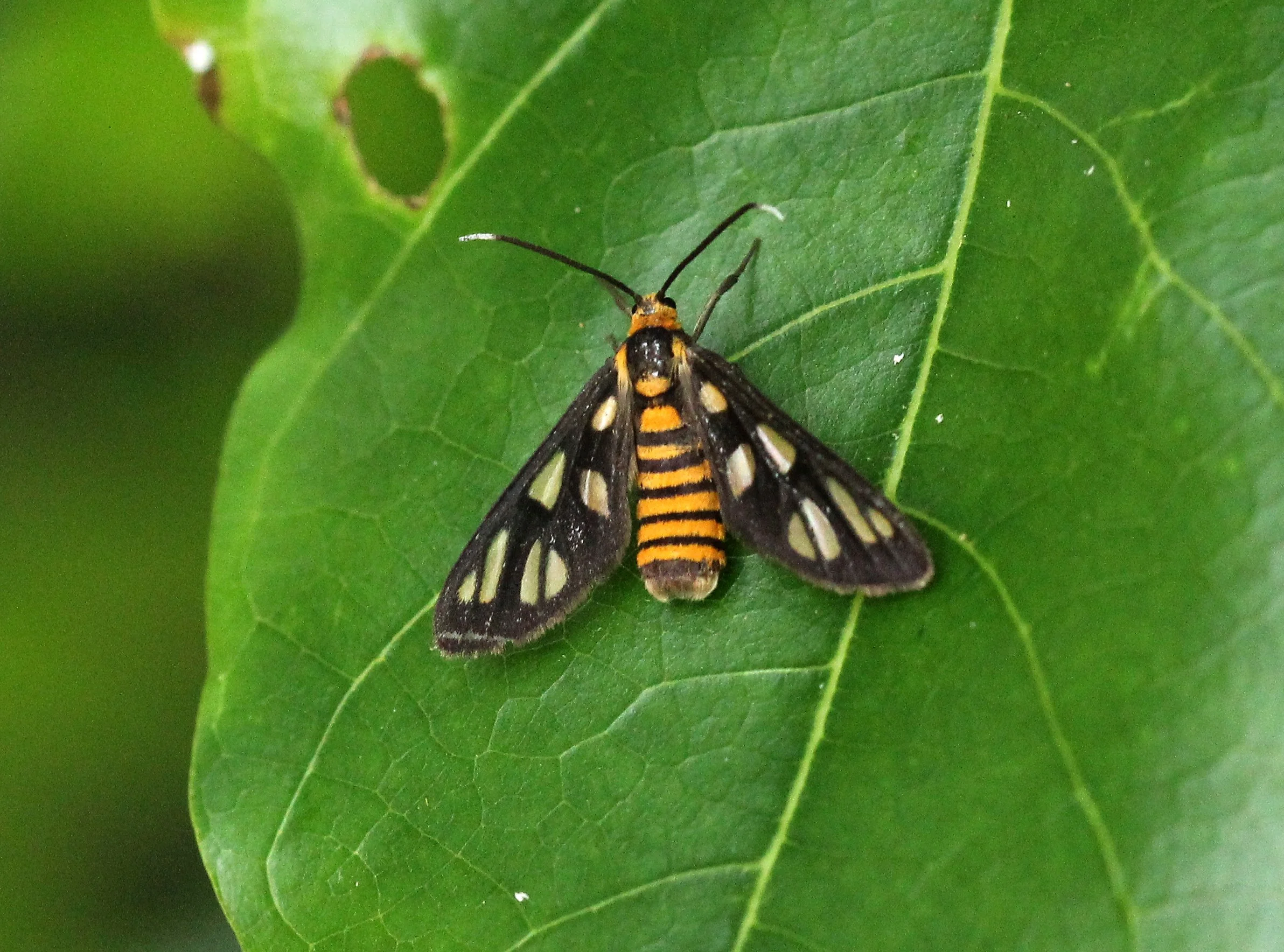 2016 Koh Lanta TheOtherSideVillas - Nature at our Home (75).JPG