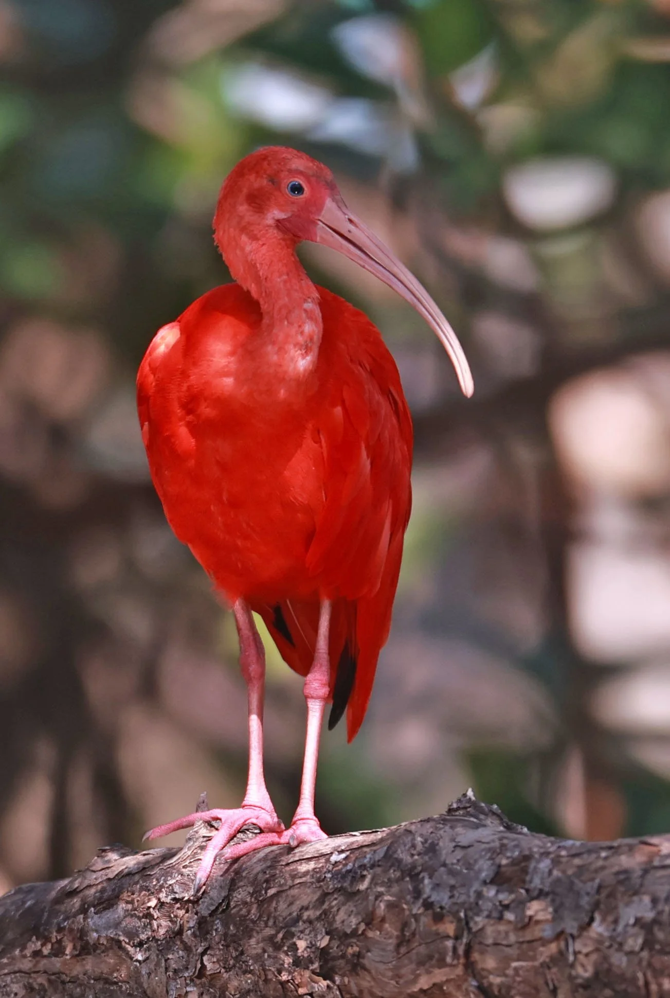 Ibis - Scarlet Ibis - Eudocimus ruber - 29 Songkaow Cafe, Chachoengsao Thailand (381).jpg