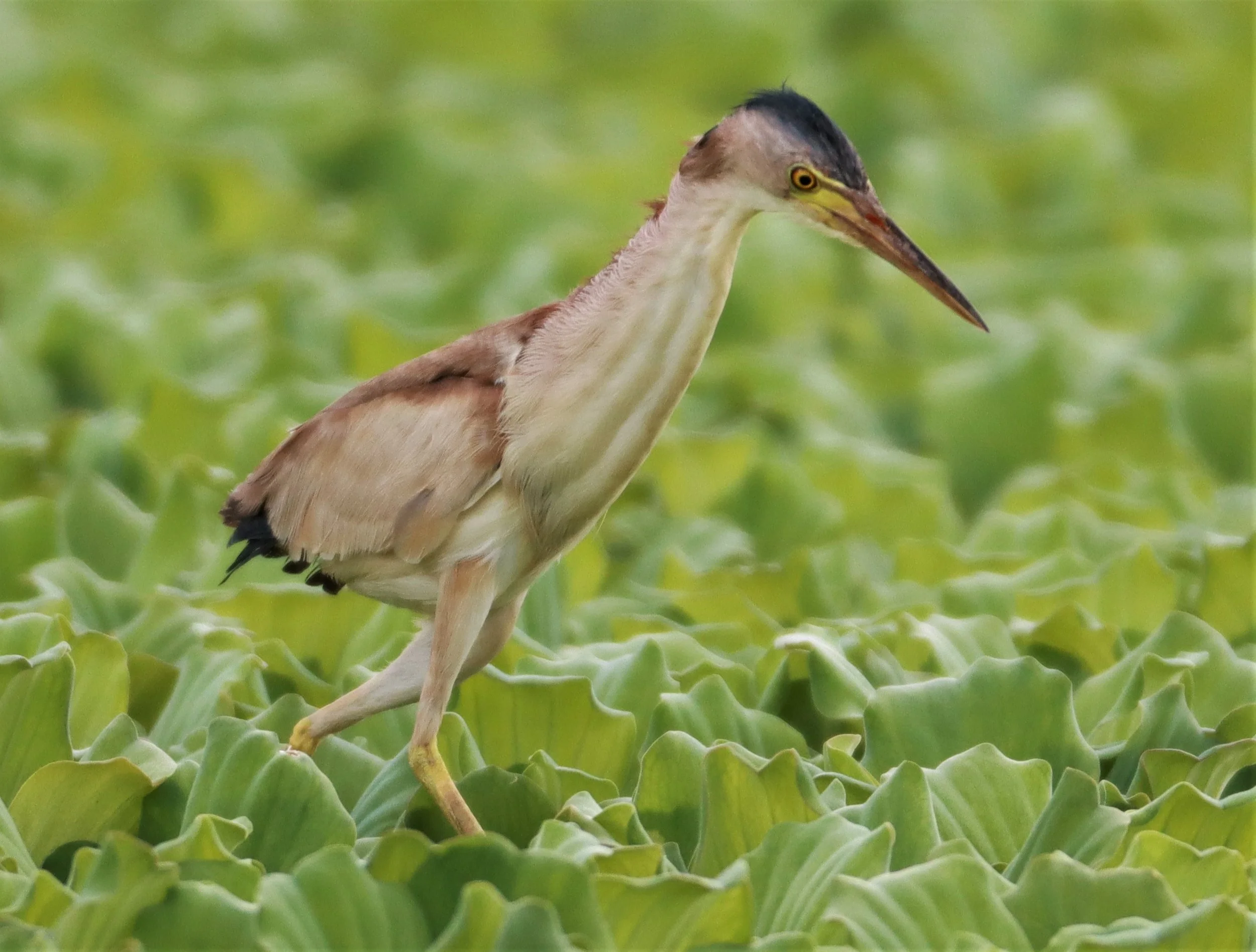 BITTERN - YELLOW BITTERN - Ixobrychus sinensis - KHON KAEN SEWAGE TREATMENT PLANT KHON KAEN UNIVERSITY  (44).jpg