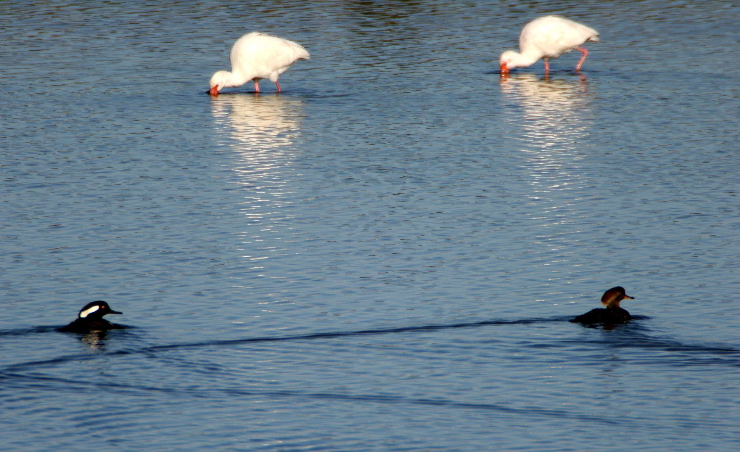 IBIS - AMERICAN WHITE IBIS - Eudocimus albus - HOODED MERGANSER - Lophodytes cucullatus - ARANSAS NWR TEXAS (2).jpg