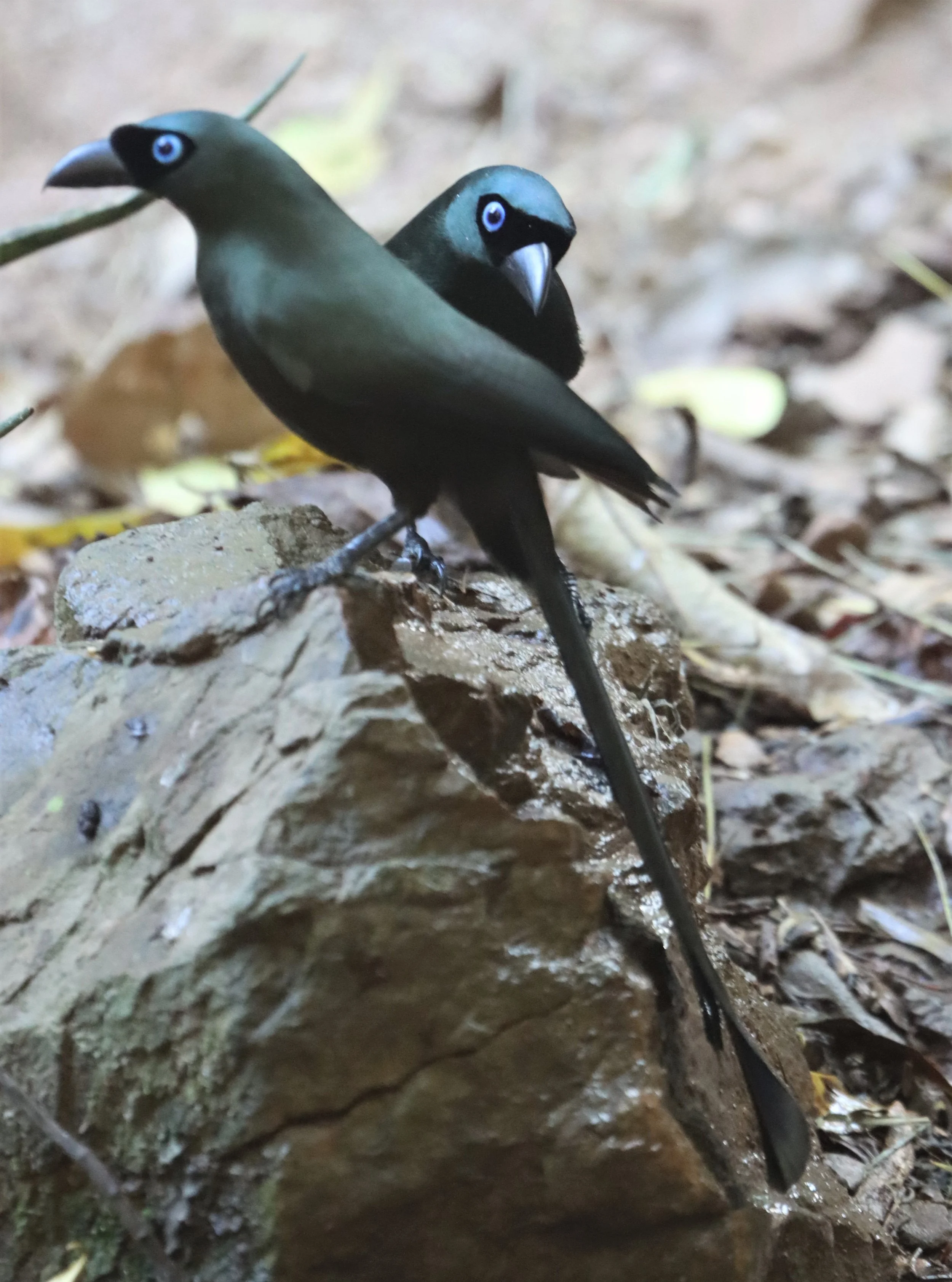 TREEPIE - RACKET-TAILED TREEPIE -Crypsirina temia - NEUNG HIDE KAENG KRACHAN (4).jpg
