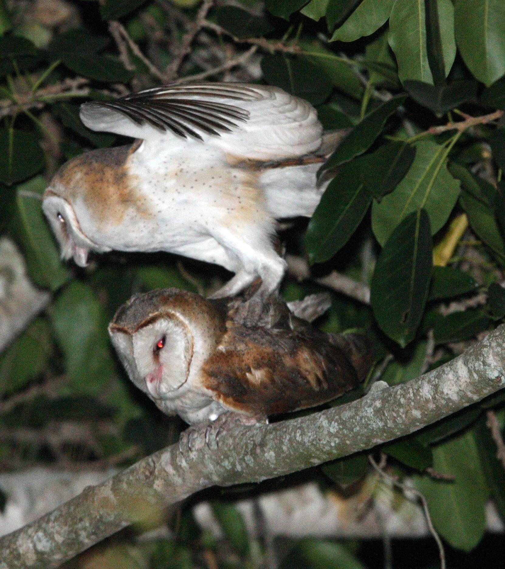 Tyto alba - BARN OWL - KURI BURI NATIONAL PARK THAILAND (37).JPG