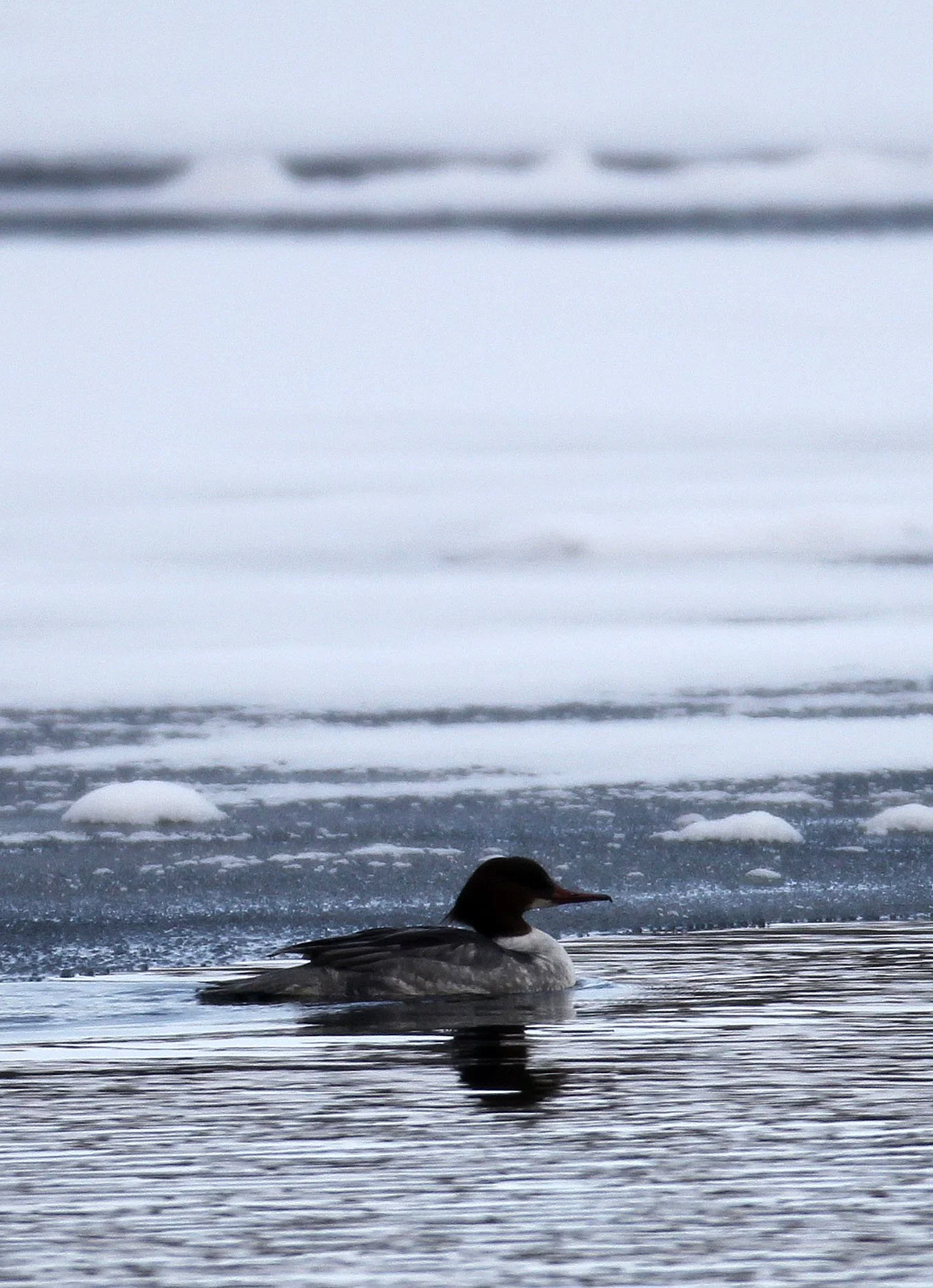 MERGANSER - RED-BREASTED MERGANSER - Mergus serrator - RAUSU, SHIRETOKO PENINSULA & NATIONAL PARK - HOKKAIDO JAPAN (2).JPG
