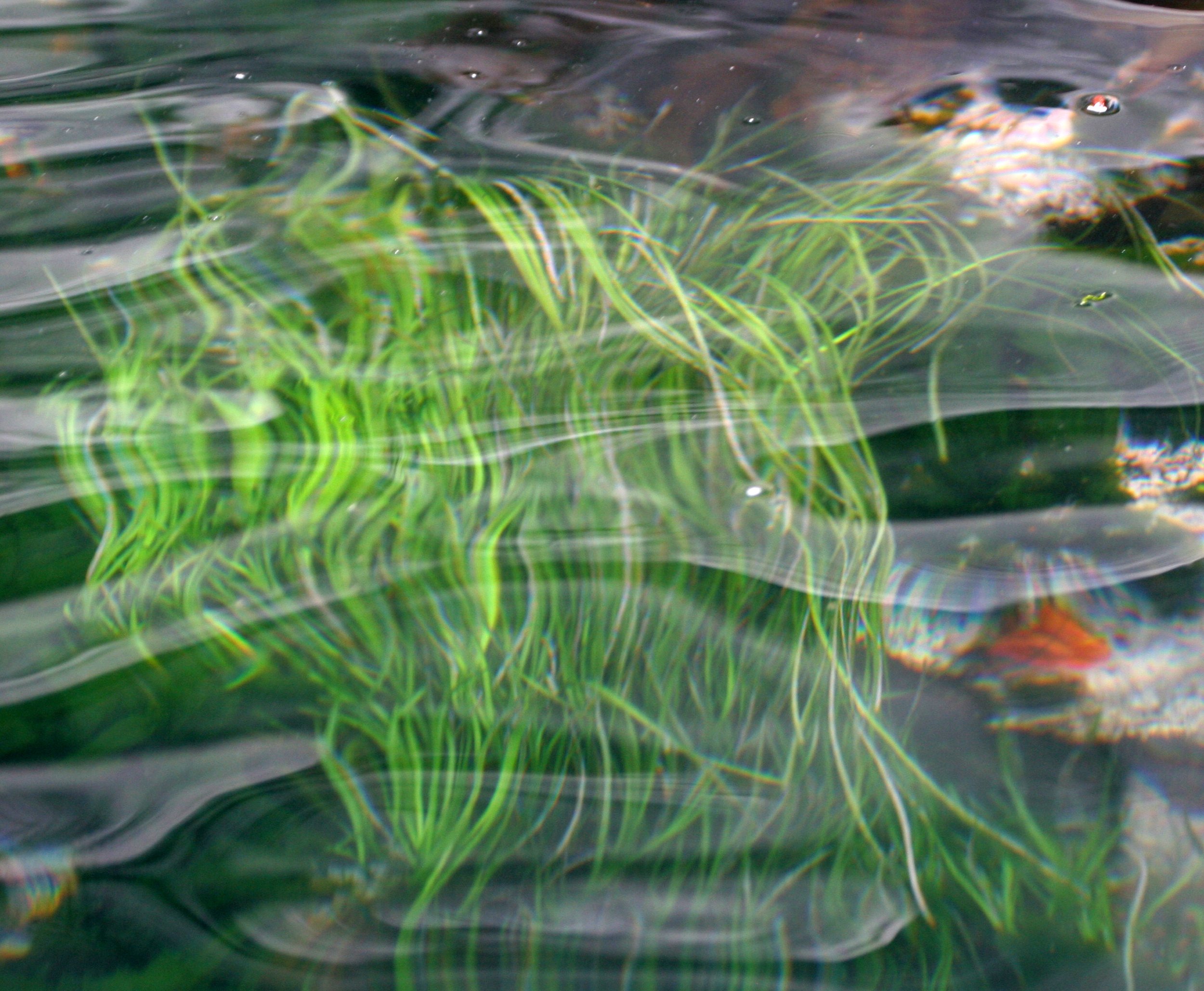 KURIL ISLANDS - FLORA  (28).jpg