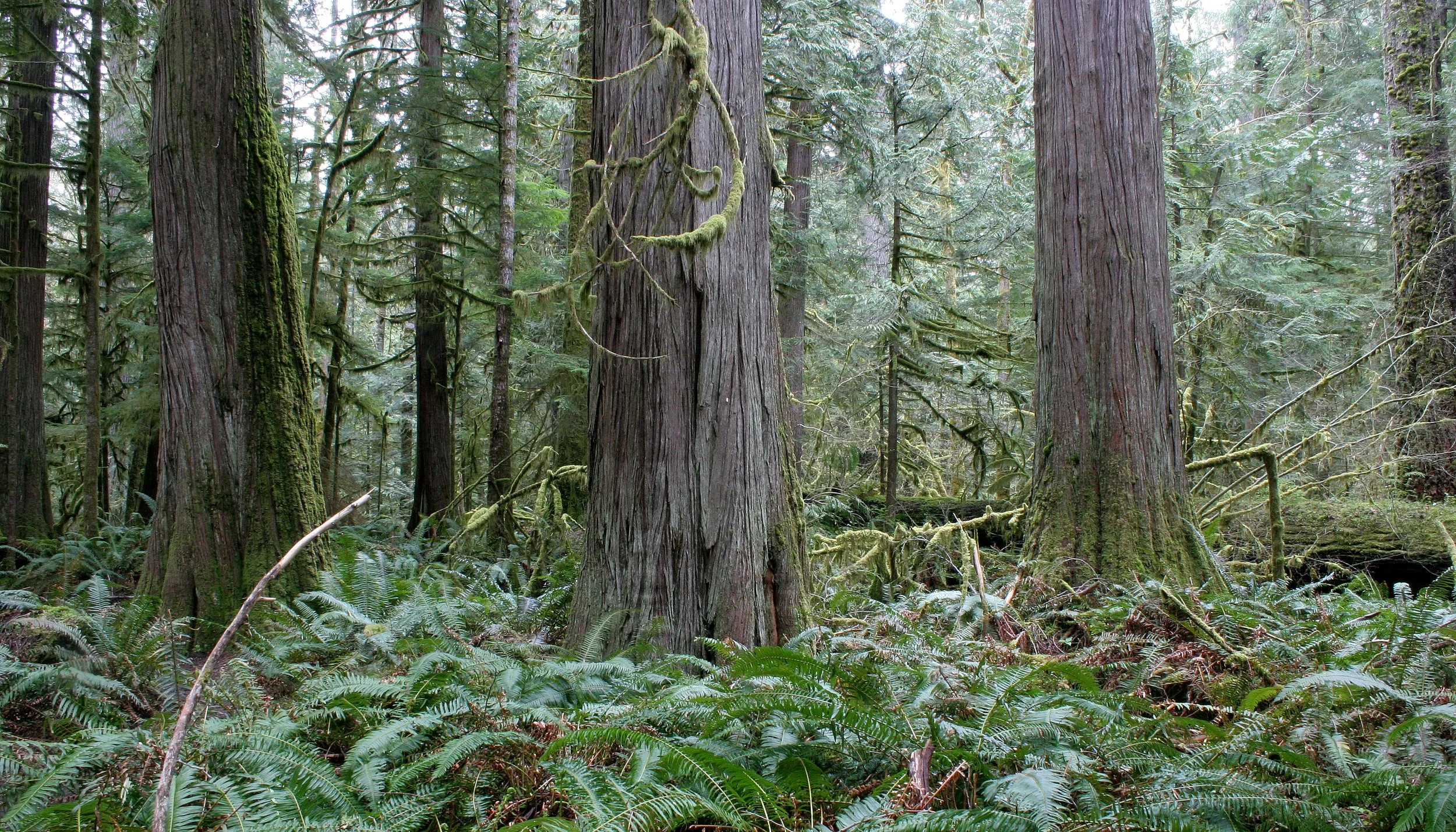 BARNES CREEK AND SURROUNDING FOREST (6).JPG