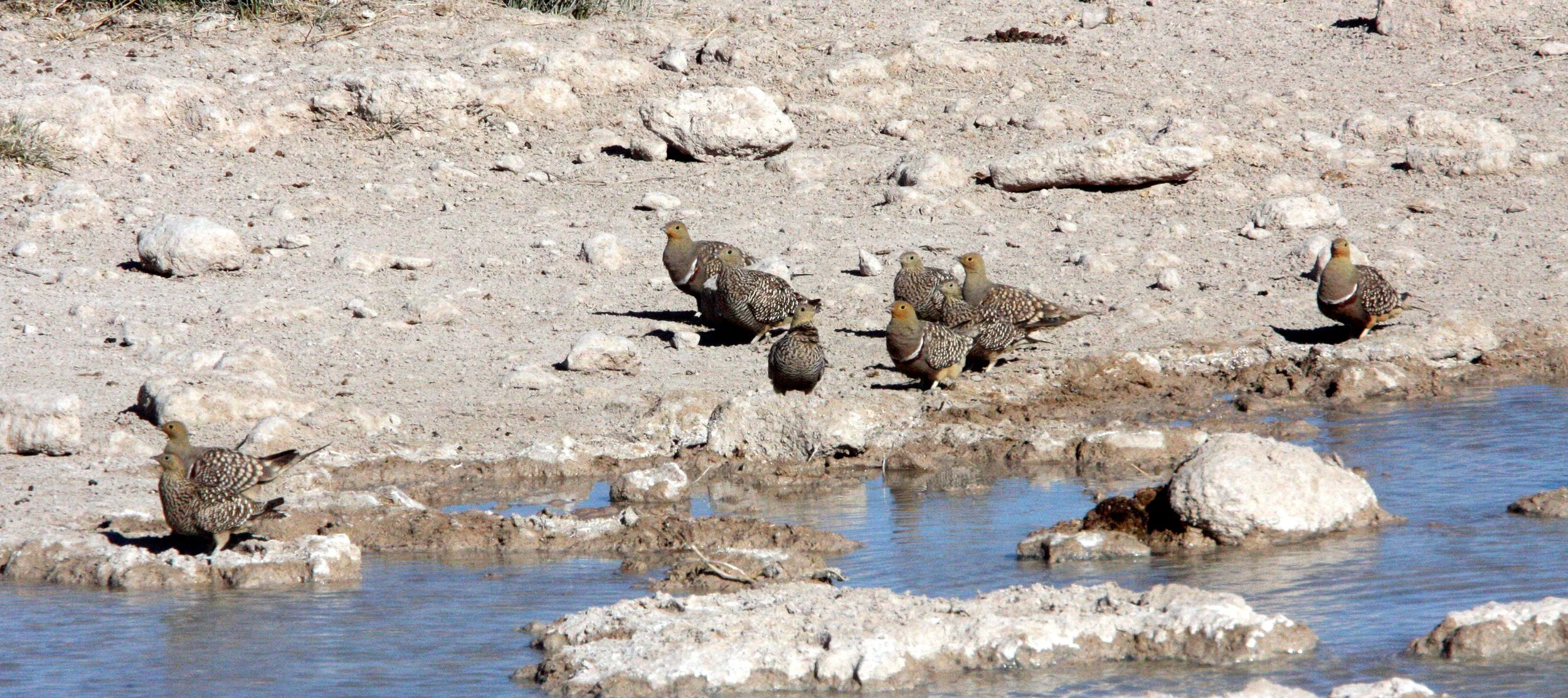 Namaqua Sandgrouse (Pterocles namaqua) Etosha NP Namibia (8).JPG