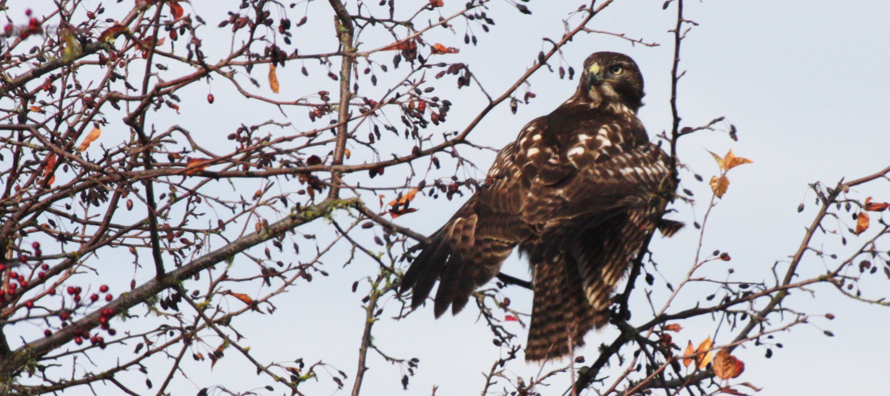 Buteo jamaicensis - RED-TAILED HAWK - JAMESTOWN WA (9).JPG