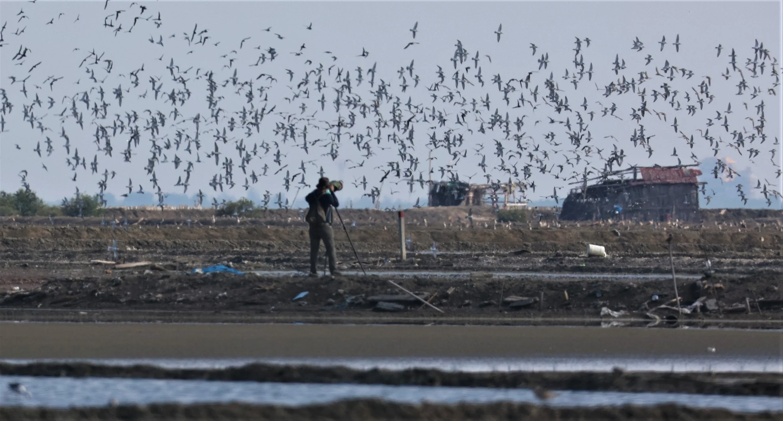 PLOVER - GREATER SAND-PLOVER - Charadrius leschenaultii - LESSER SP, CURLEW, BROADBILL SP PAK THALE OCTOBER 2 (9).jpg