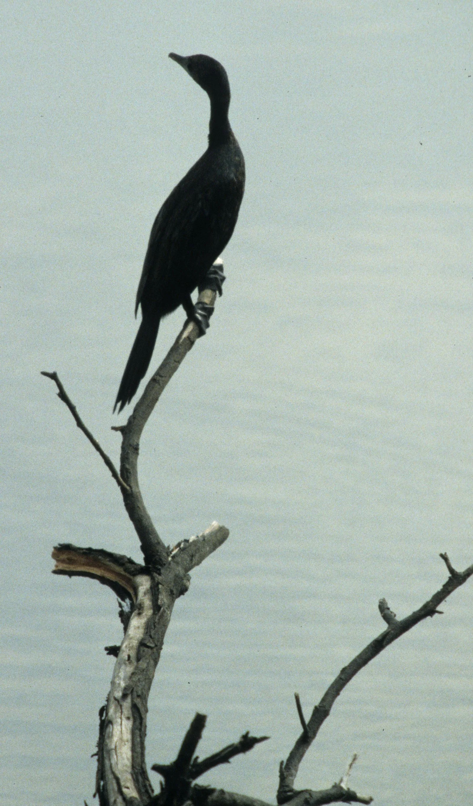 BIRD - CORMORANT - LITTLE CORMORANT - KALEODEO INDIA B.jpg
