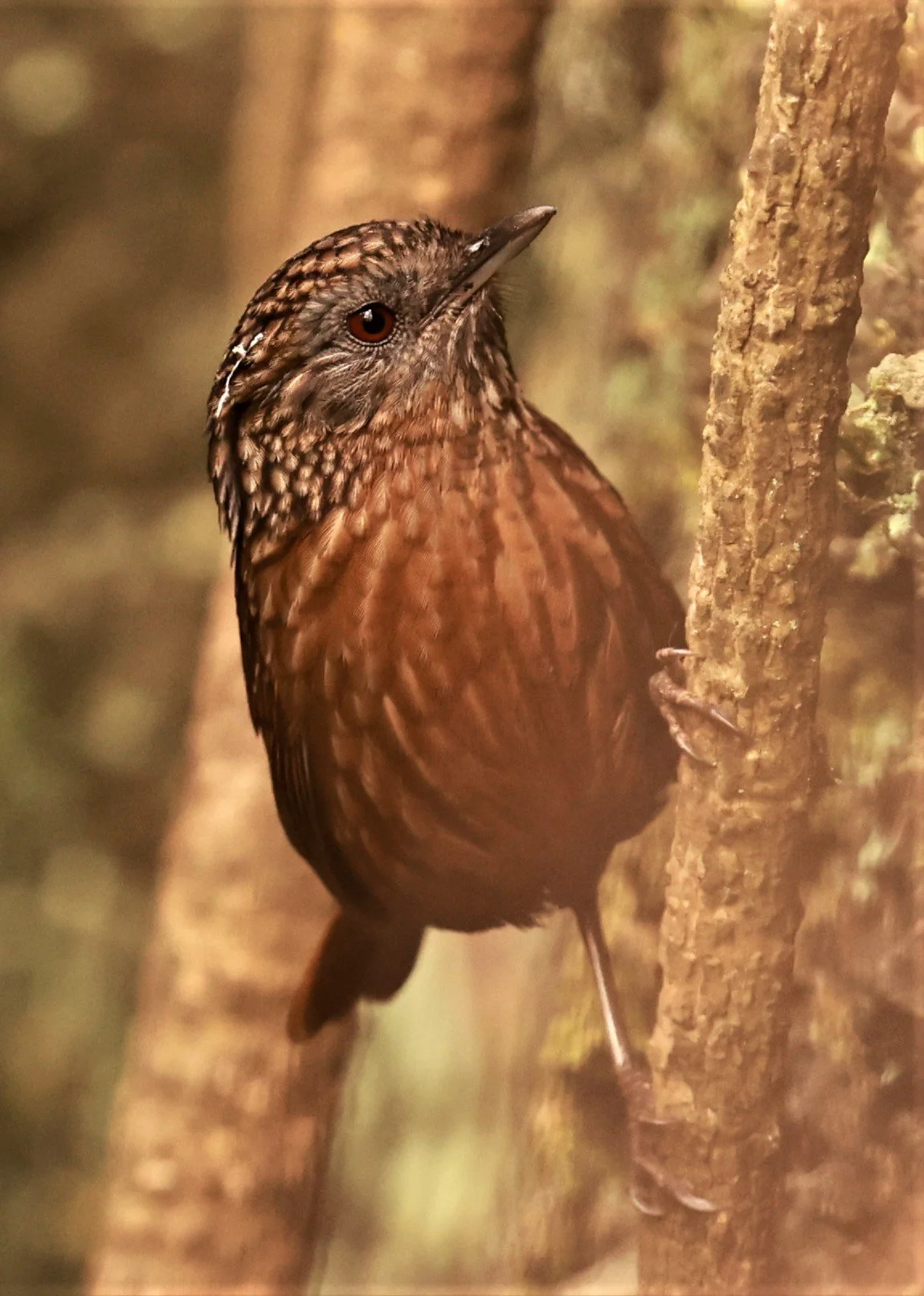 WREN-BABBLER - RUFOUS LIMESTONE WREN-BABBLER - Gypsophila calcicola - DOI ANG KHANG CHIANG MAI DEC 2022 (15).jpg