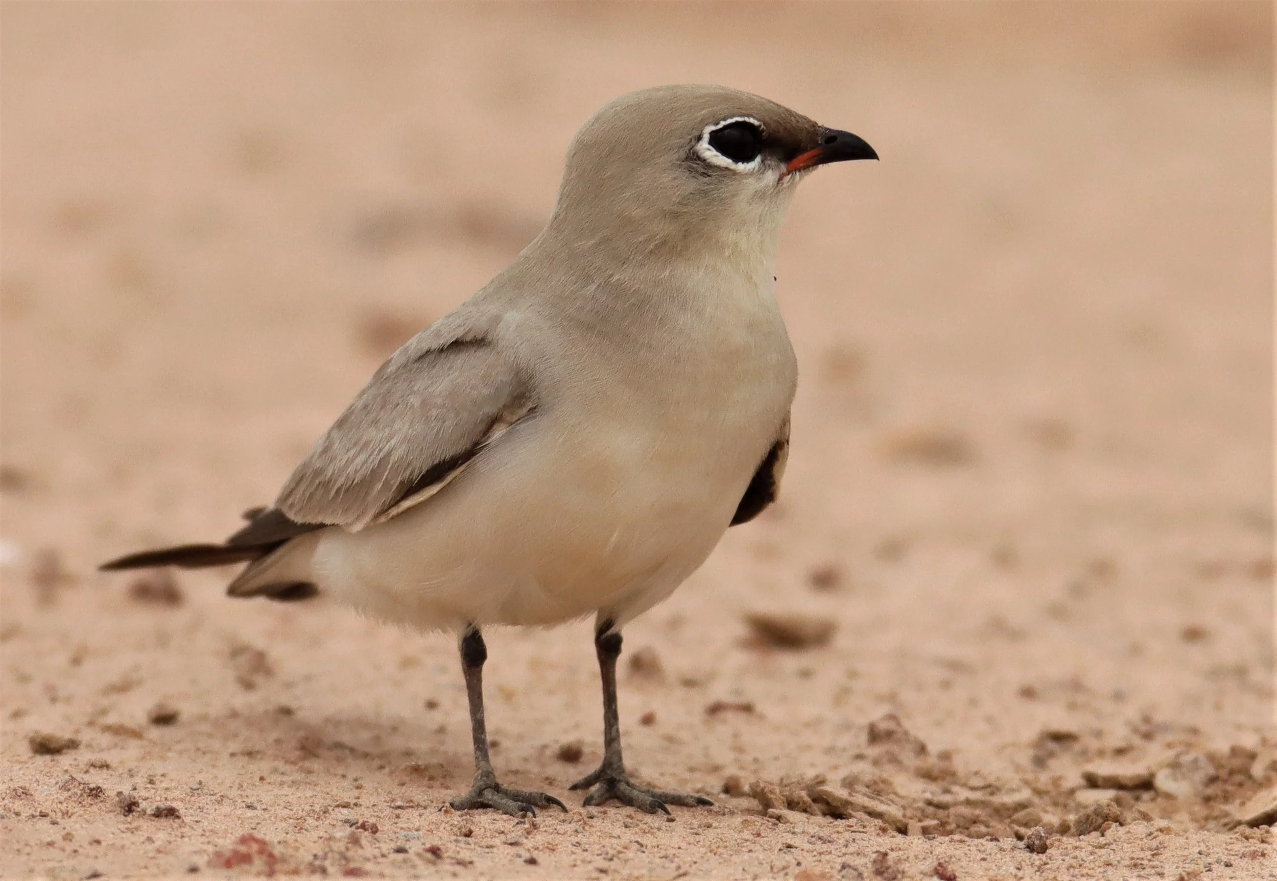PRATINCOLE - SMALL PRATINCOLE - Glareola lactea - KABIN BURI WETLANDS 15KM OUT ON 304 (35).jpg