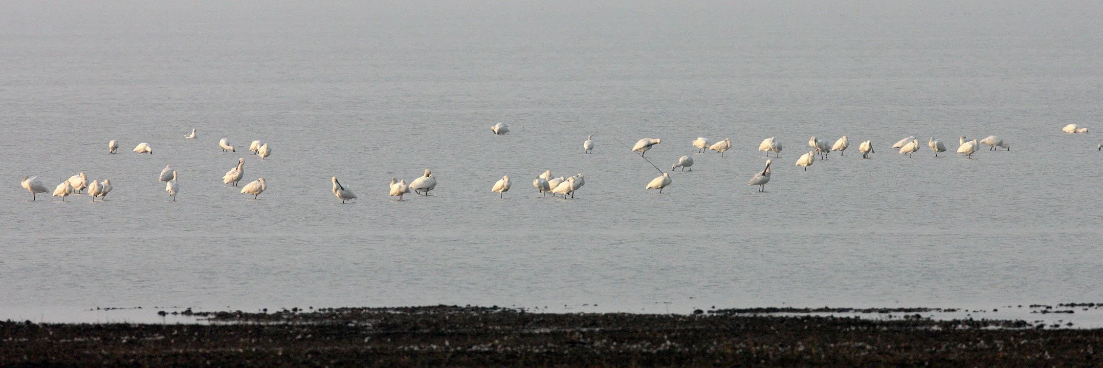 SPOONBILL - EURASIAN SPOONBILL - Platalea leucorodia - NANJI HILL RESERVE POYANG LAKE, JIANGXI PROVINCE, CHINA (38).JPG