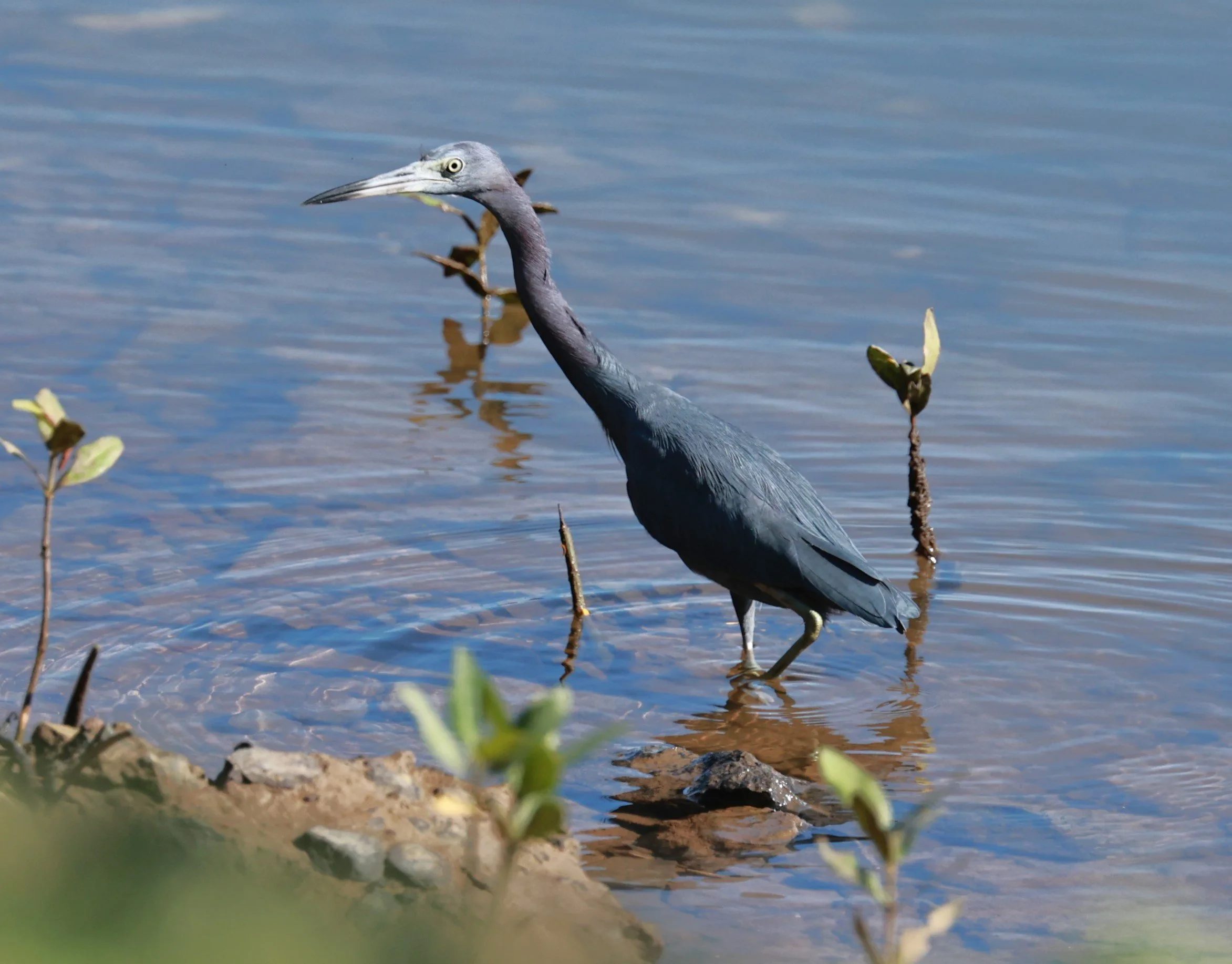 Heron - Little Blue Heron - Egretta caerulea - Illeus, Bahia Brazil, Una Township Area (3).JPG