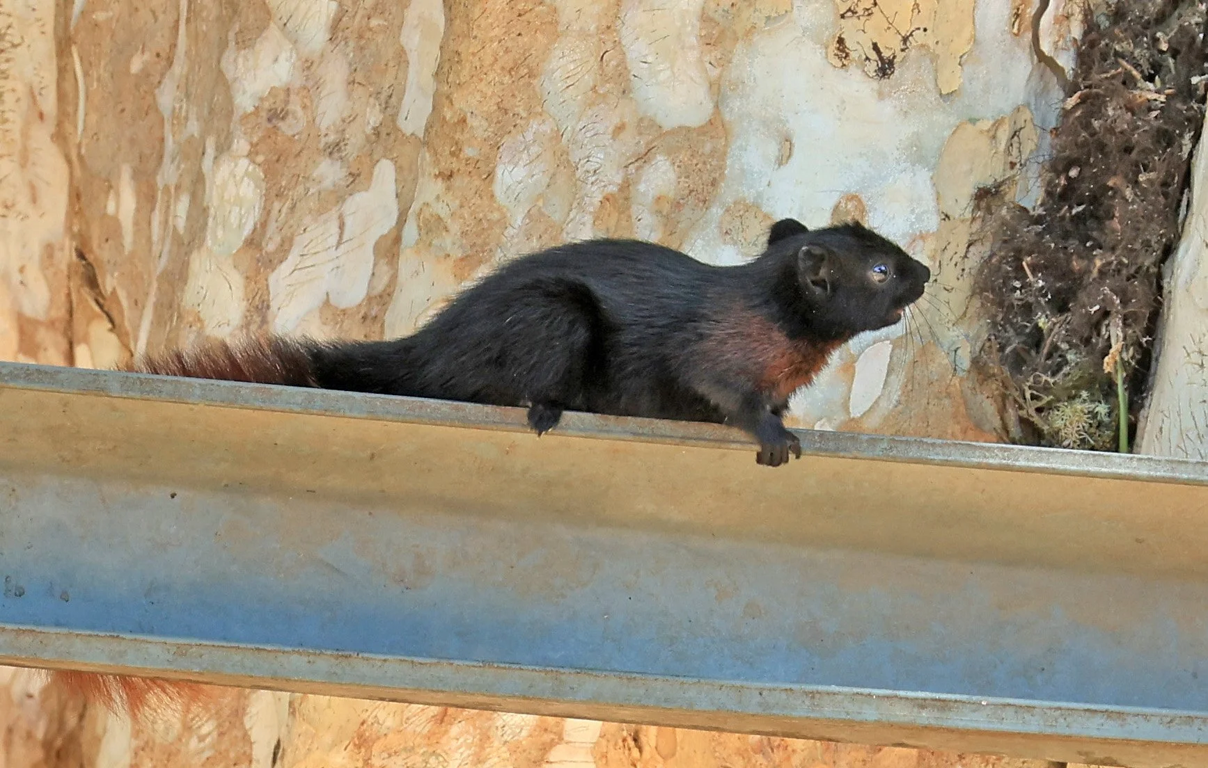 Variable Squirrel (Callosciurus finlaysonii ferrugineus) Kong Lor Cave (Tham Kong Lo), Khammouane Province, Laos (3).jpg