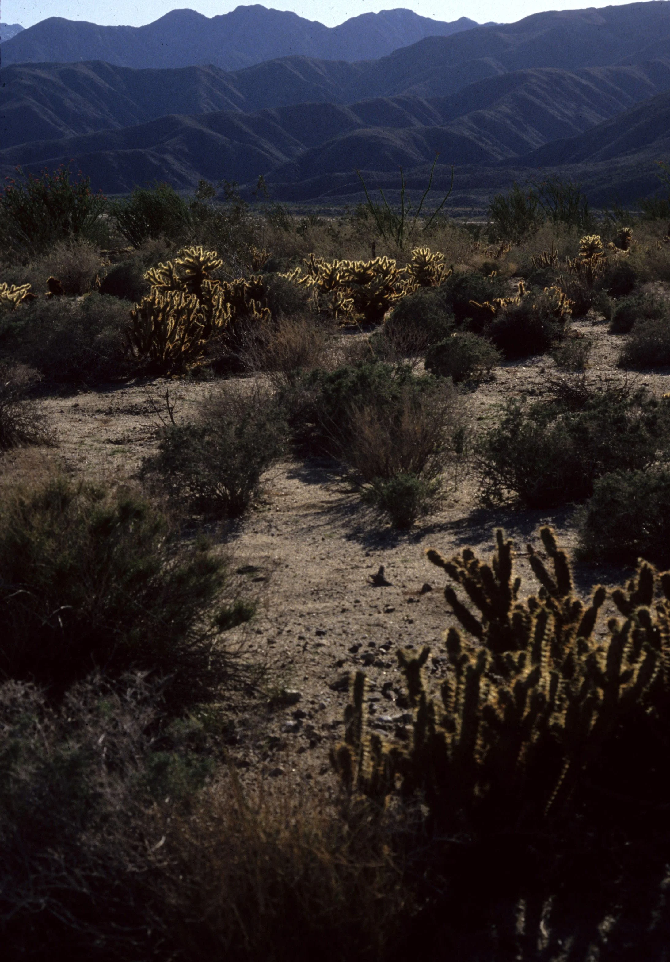 ANZA BORREGO - DESERT BIOME VIEW.jpg