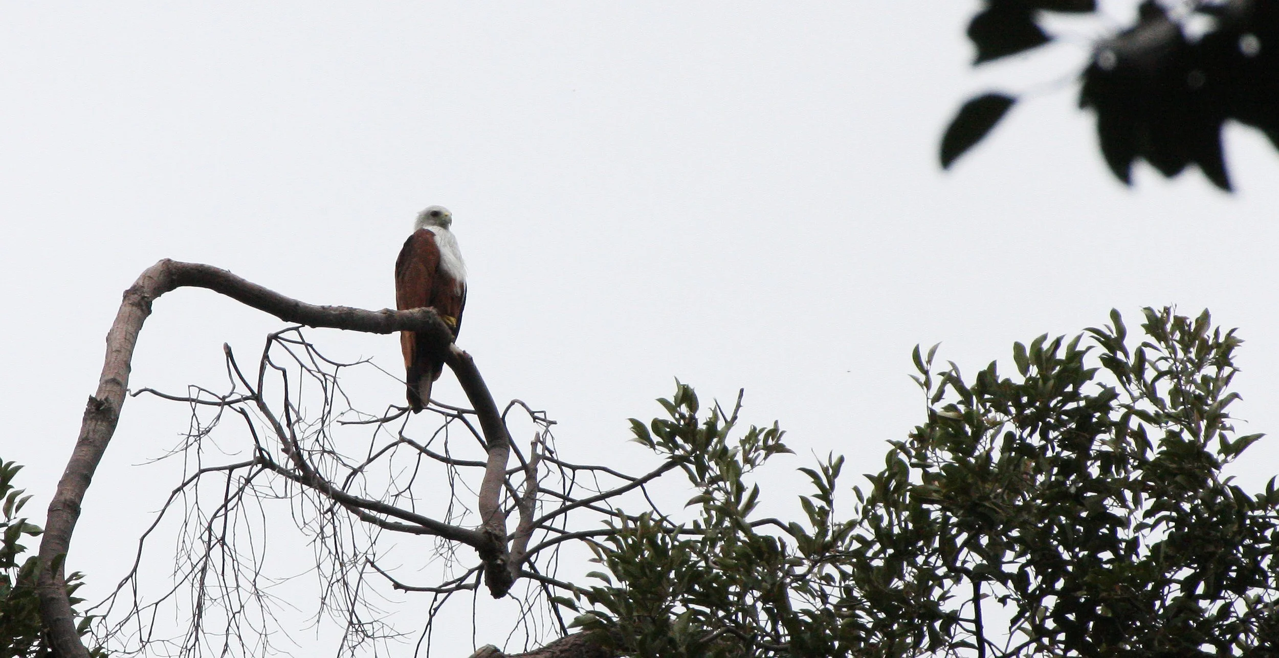 KITE - BRAHMINY KIT - Haliastur indus - KOH LANTA THAILAND (12).JPG