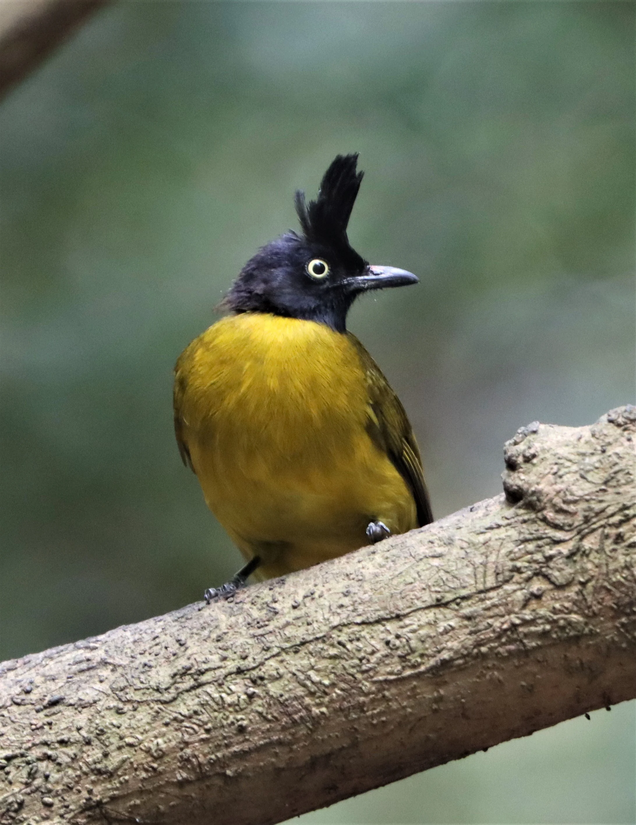 BULBUL - BLACK-CRESTED BULBUL - Pycnonotus melanicterus - KAENG KRACHAN NP THAILAND (36).jpg