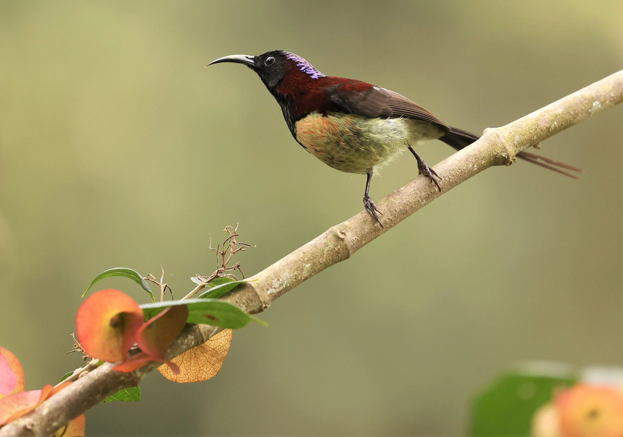 SUNBIRD - BLACK-THROATED SUNBIRD - Aethopyga saturata - DOI INTHANON NP CHIANG MAI, DEC 2021 (26).jpg