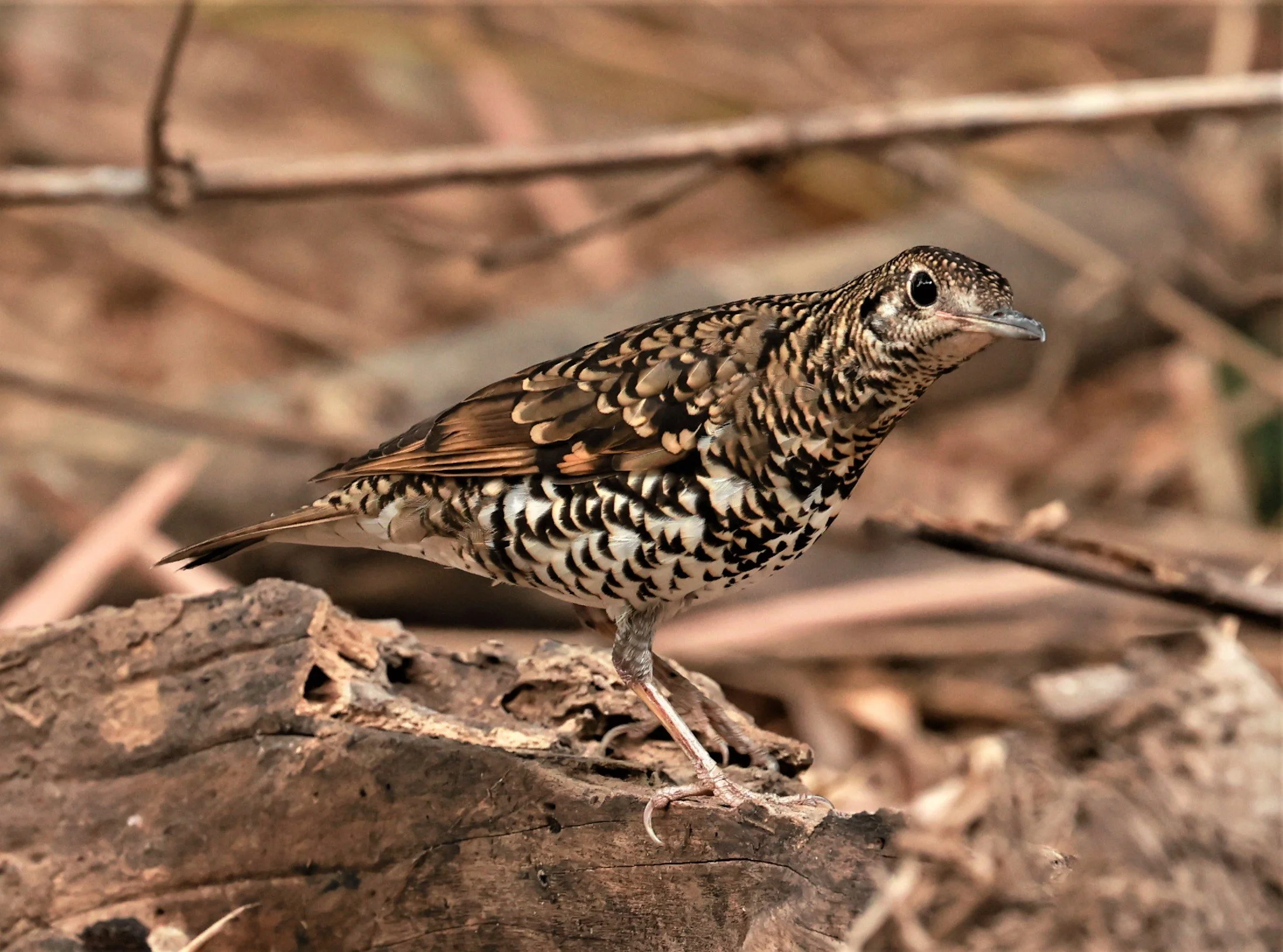 White's Thrush (Zoothera aurea) Putthamonthon Park Nakhon Pathom Thailand (49).jpg