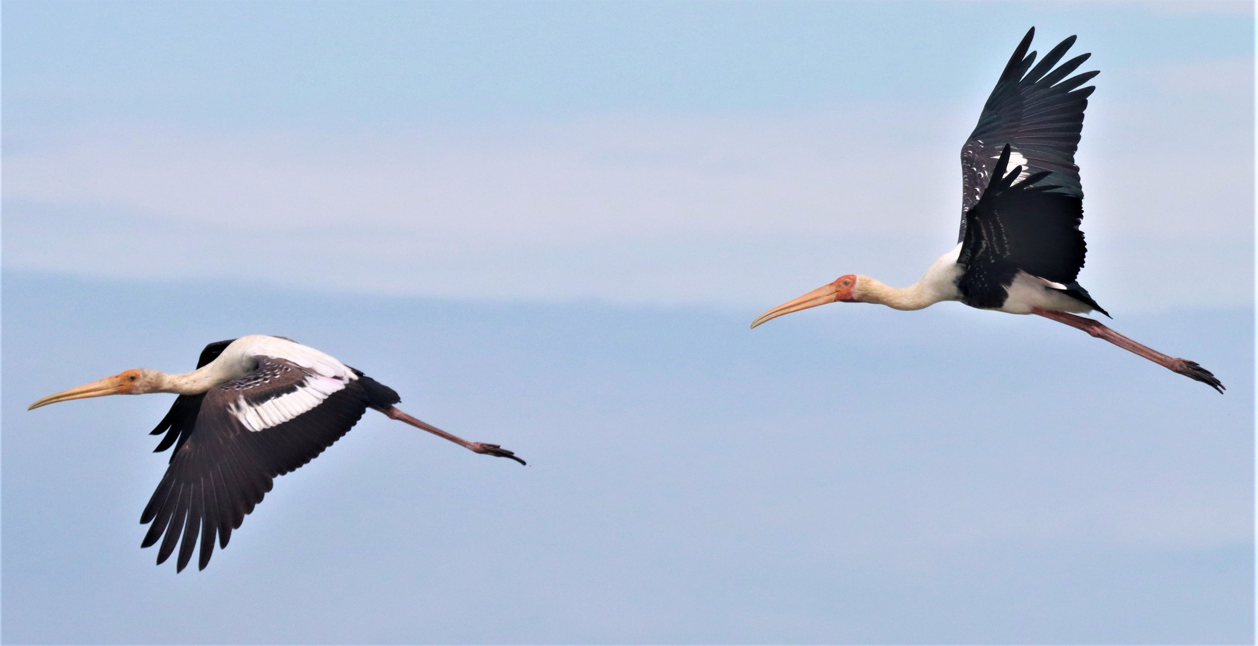 STORK - PAINTED STORK - Mycteria leucocephala - BUENG BORAPHET NAKHON SAWAN AUGUST 2021 (14).jpg