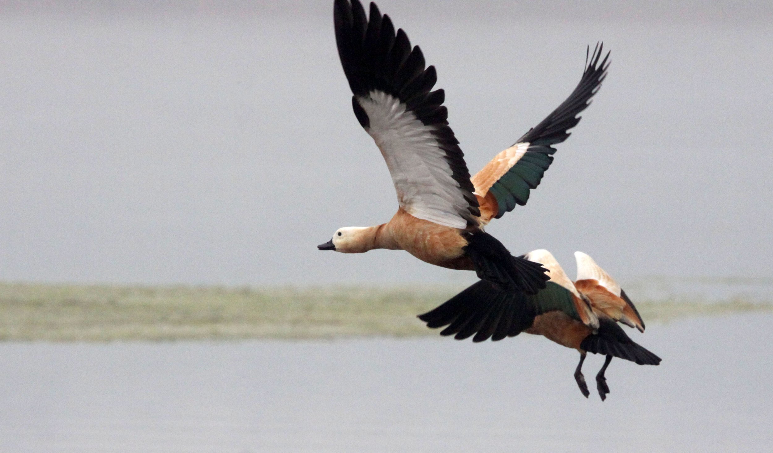 SHELDUCK - RUDDY SHELDUCK  - Tadorna ferruginea - CHAMBAL RIVER SANCTUARY INDIA (6).JPG
