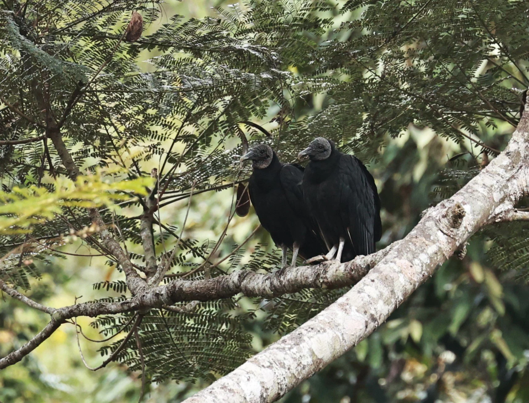 Vulture - Black Vulture - Coragyps atratus - Feliciano Miguel Abdala Reserve (Caratinga Biological Reserve), ES (4).JPG