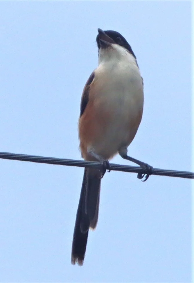Long-tailed Shrike (Lanius schach) Doi Lang Doi Pha Hom Pok Chiang Mai (17).jpg