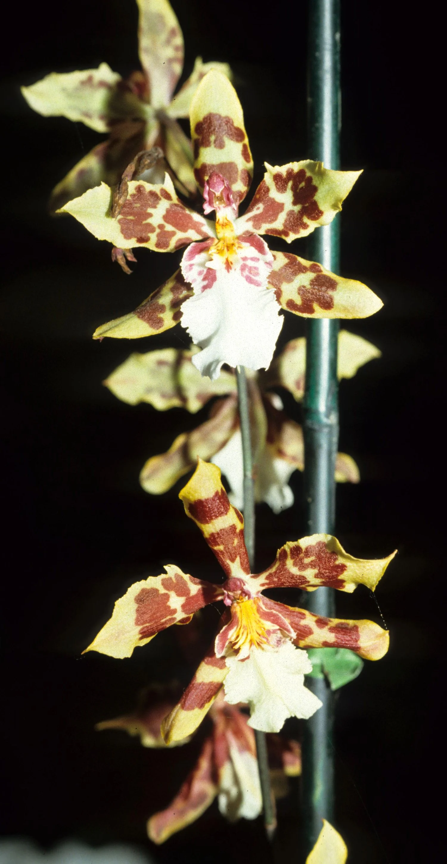 HAWAII - HAWAII - ORCHID - SPECIES (3).jpg