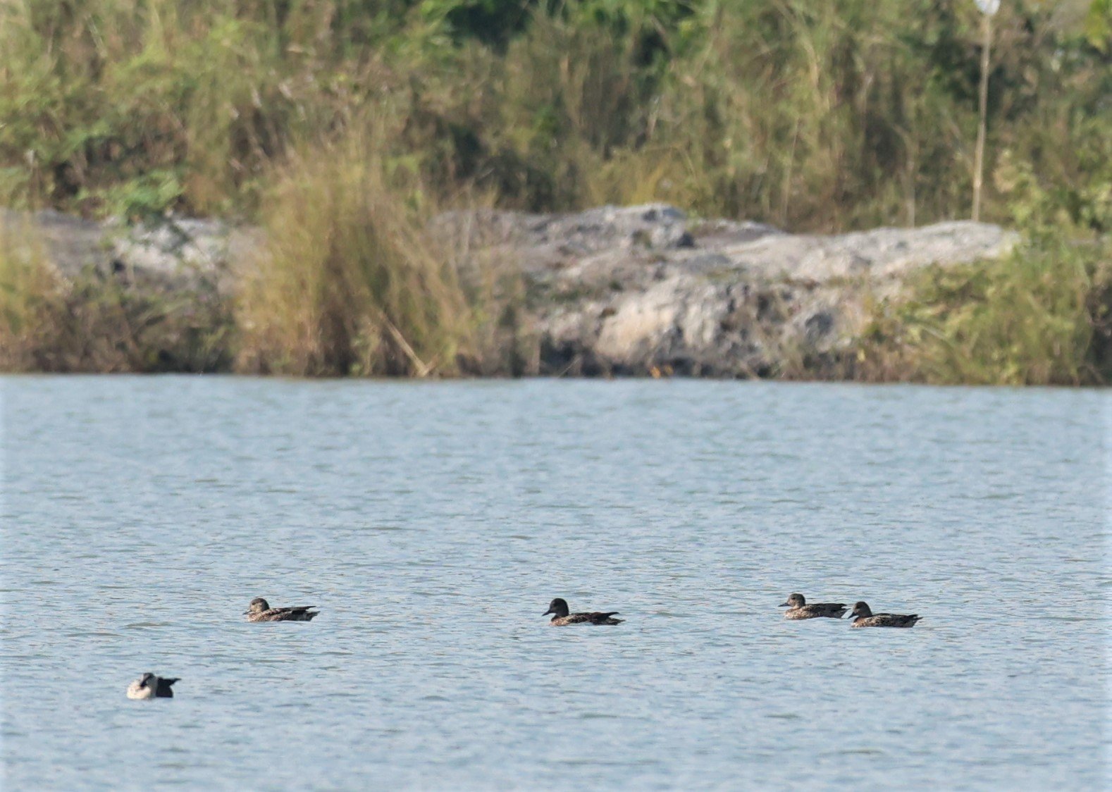 DUCK - GARGANEY - Spatula querquedula - CHIANG SAEN LAKE - NONG BONG KAI NON-HUNTING AREA CHIANG RAI (8).JPG
