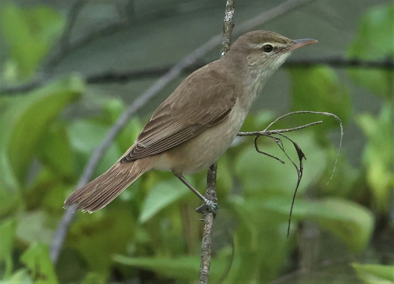 WARBLER - ORIENTAL REED WARBLER - Acrocephalus orientalis - PAK PHAYUN DISTRICT, PATTHALUNG APRIL 2022 (22).jpg