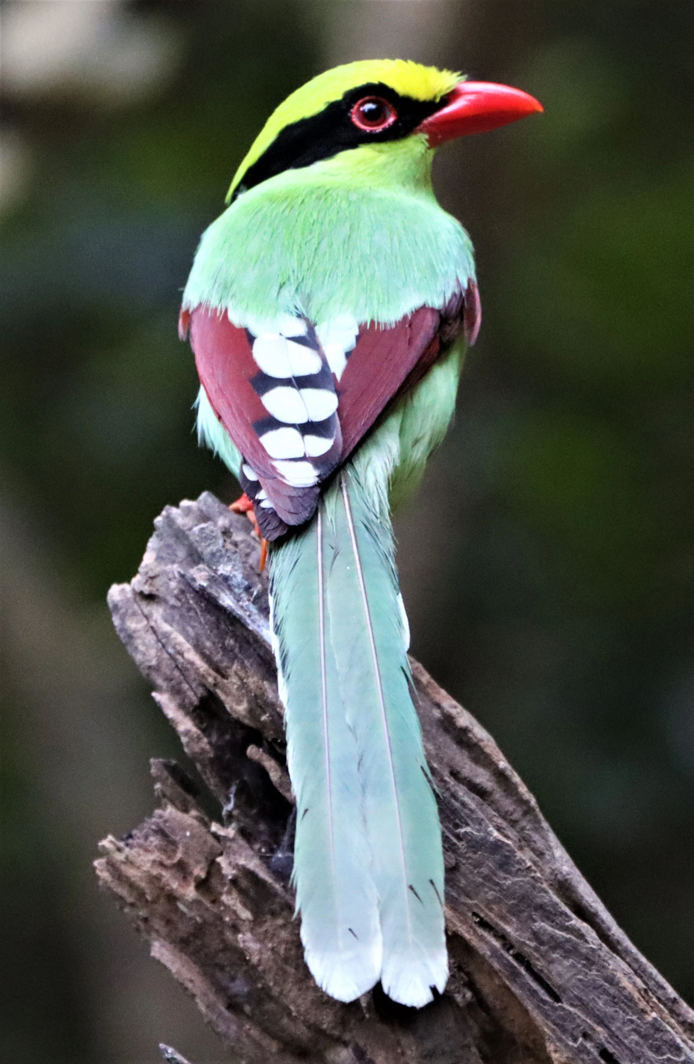 MAGPIE - COMMON GREEN MAGPIE - Cissa chinensis - NEUNG HIDE KAENG KRACHAN (41).jpg