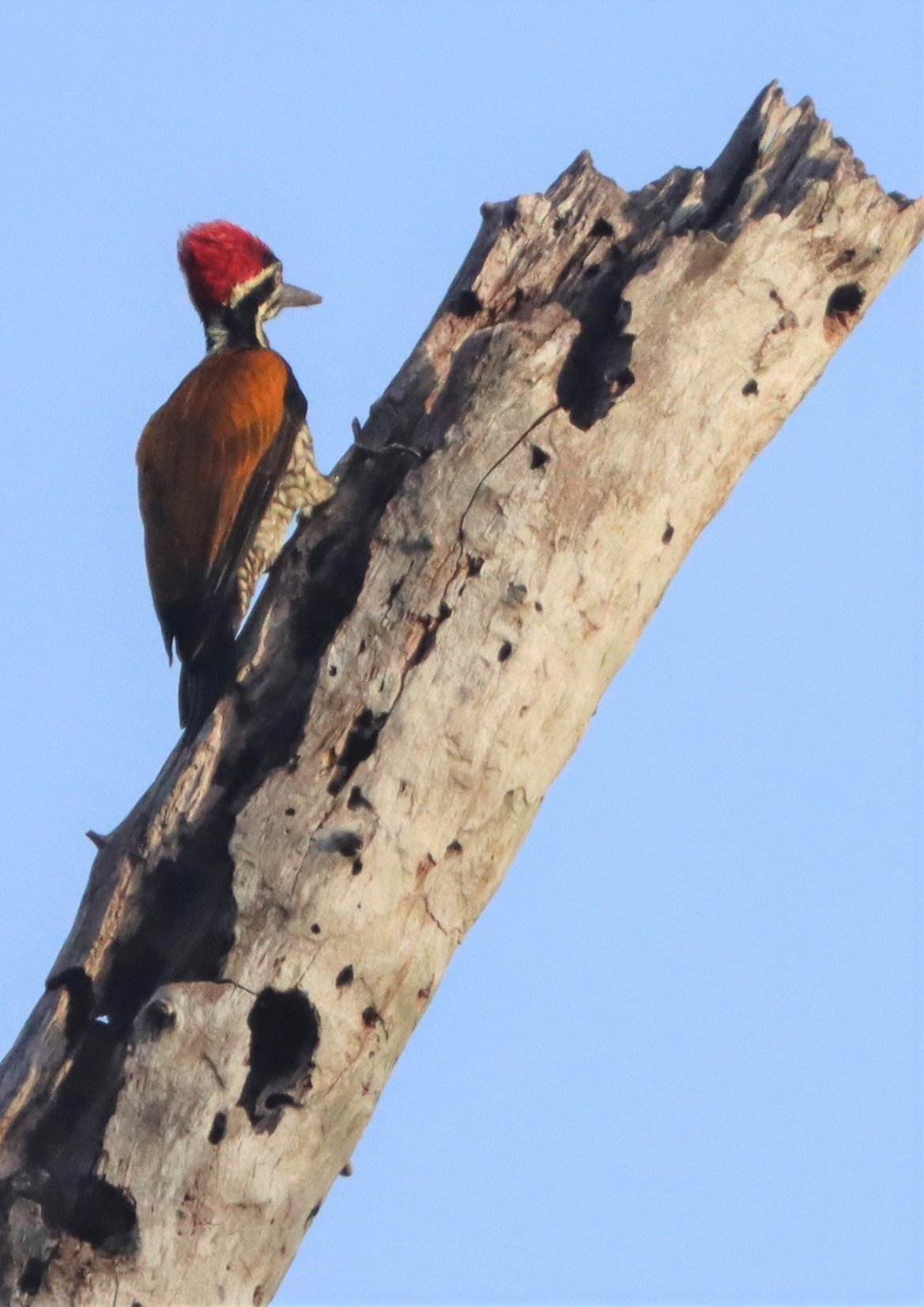 WOODPECKER - GREATER FLAMEBACK - Chrysocolaptes lucidus - KAENG KRACHAN NP THAILAND JUNE 2021 (1).jpg