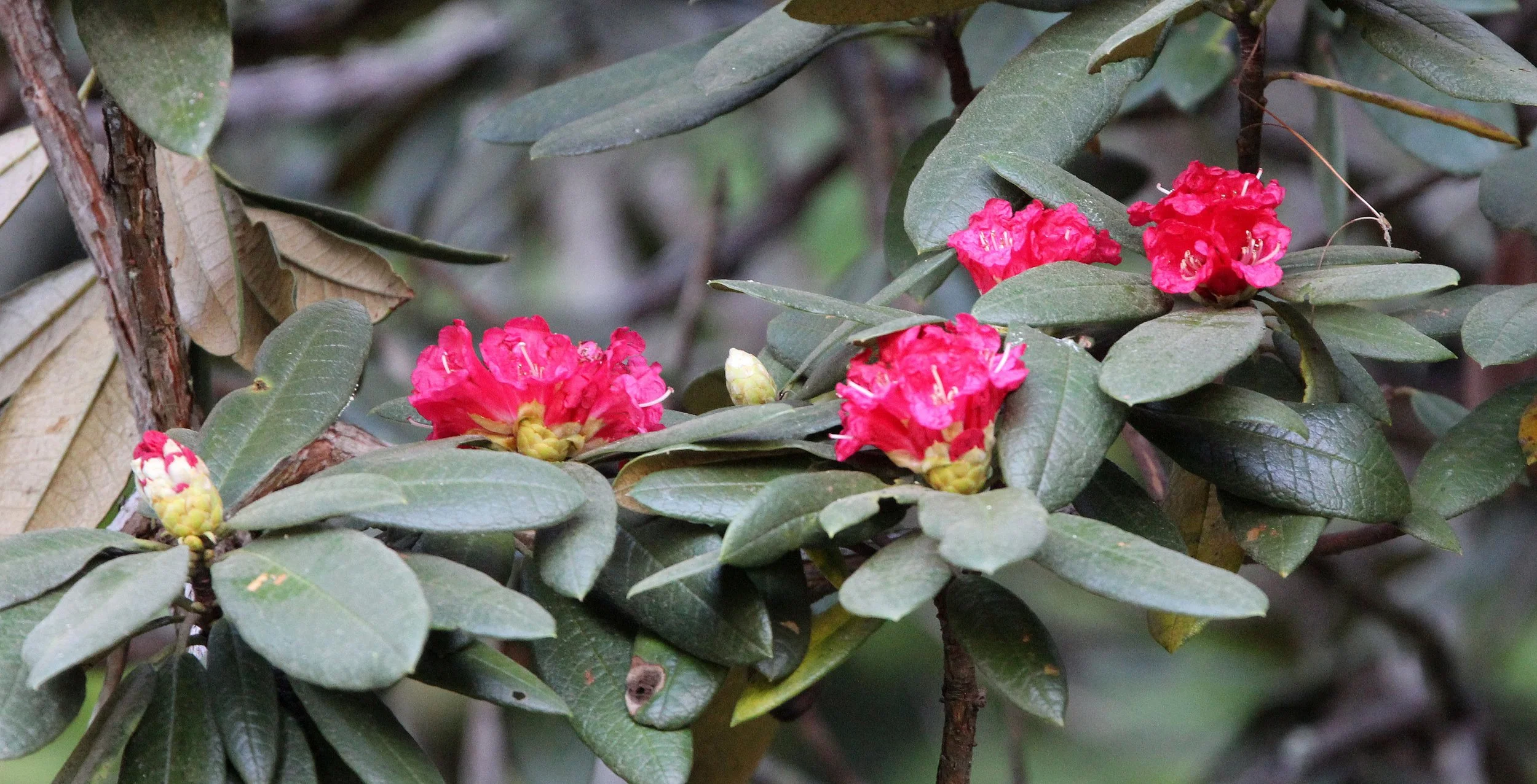 PAMPADUM SHOLA NATIONAL PARK KERALA INDIA (7).JPG