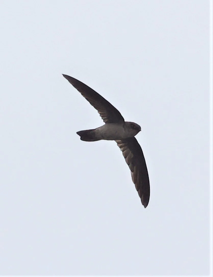 Asian Palm Swift (Cypsiurus balasiensis) Thap Yao Rice Fields Lat Krabang Thailand (2).jpg
