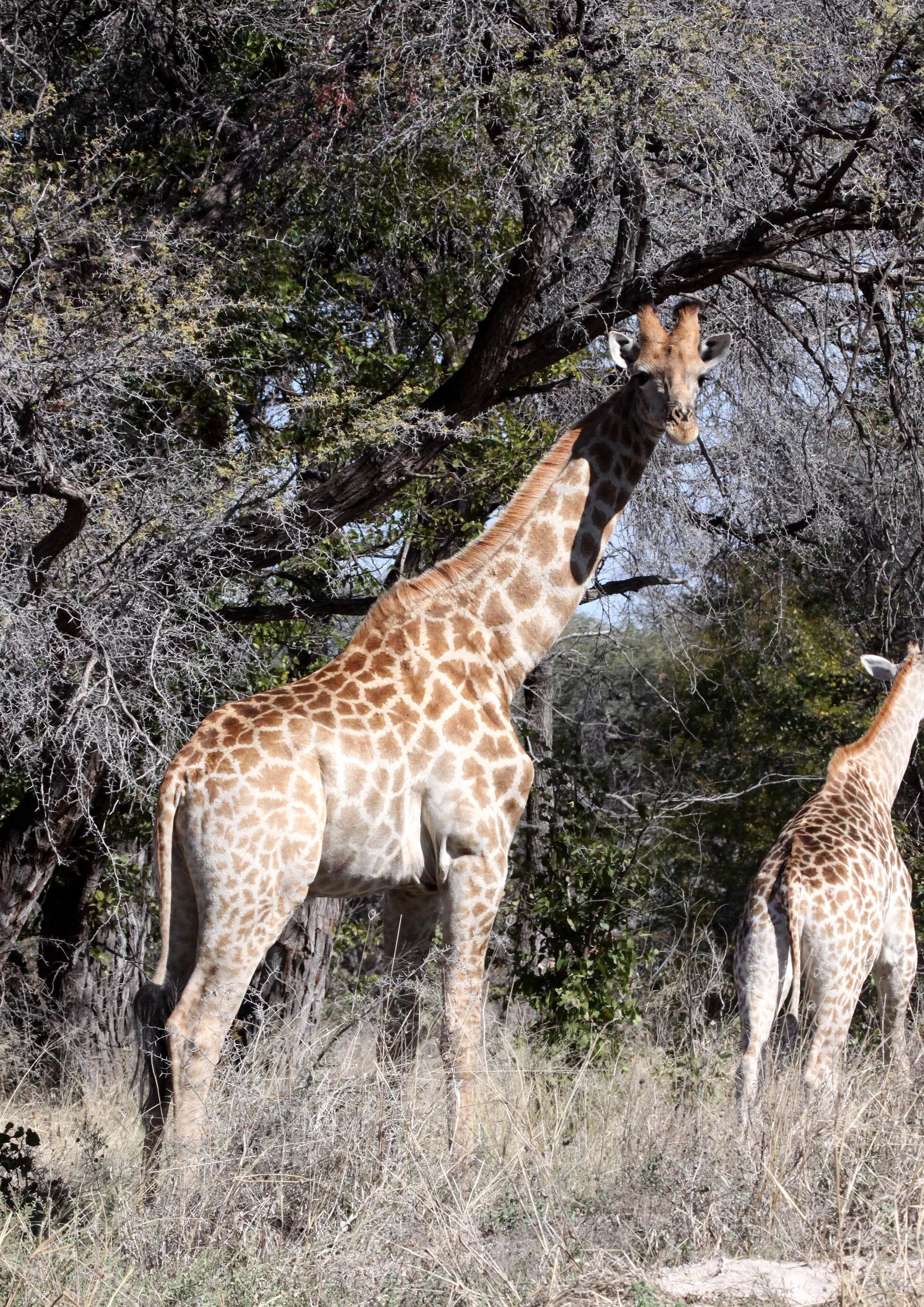 GIRAFFE - SOUTHERN AFRICAN GIRAFFE - MOREMI RESERVE BOTSWANA (4).JPG