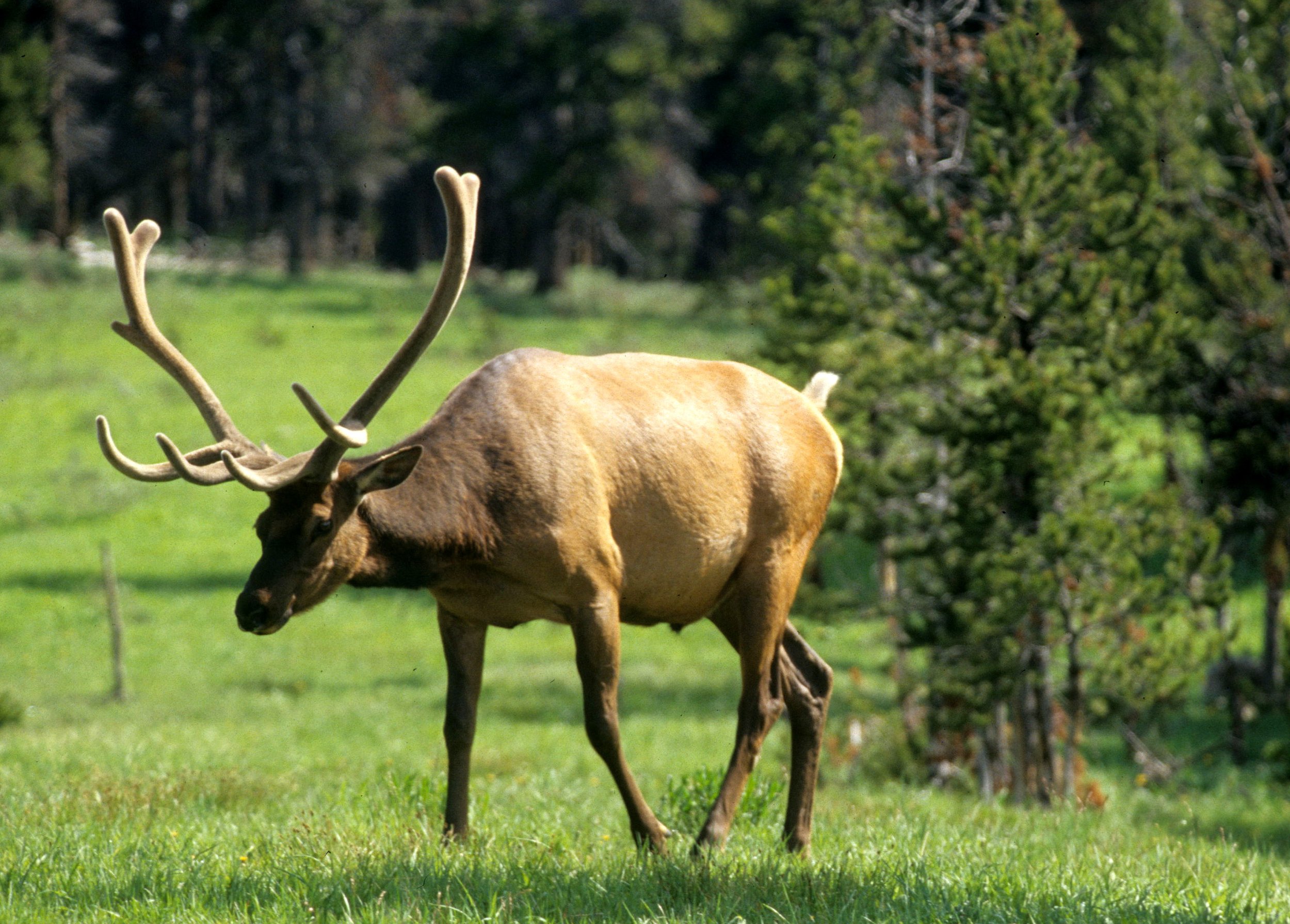 CERVID - ELK - ROOSEVELT - OP E.jpg