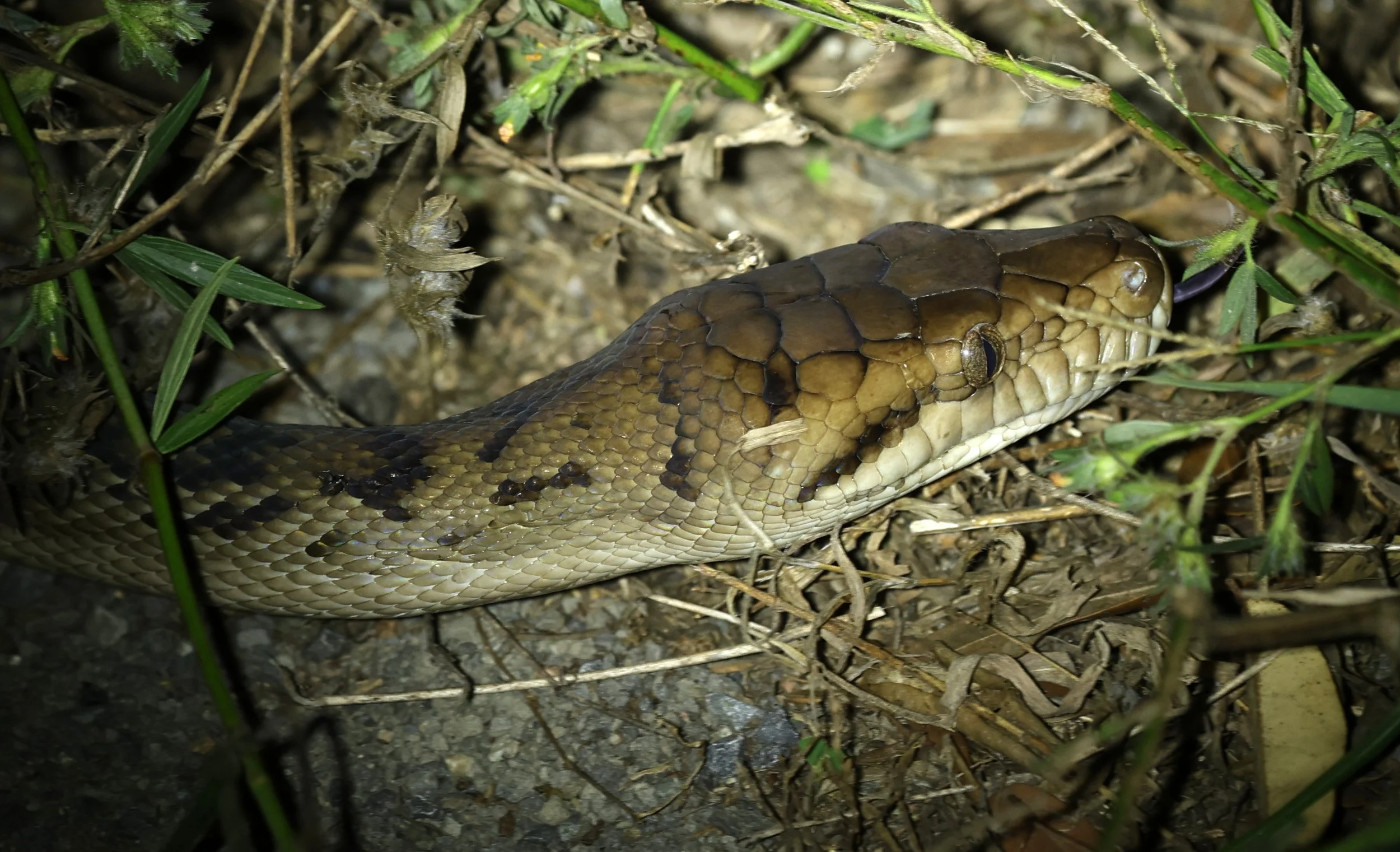 Amethystine or Australian Scrub Python (Simalia kinghorni) Road to Lions Den Restaurant - Queensland (7).jpg