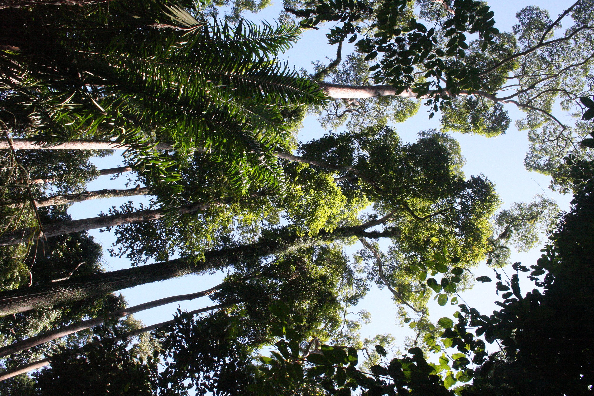 SEPILOK VIRGIN FOREST PRESERVE.JPG
