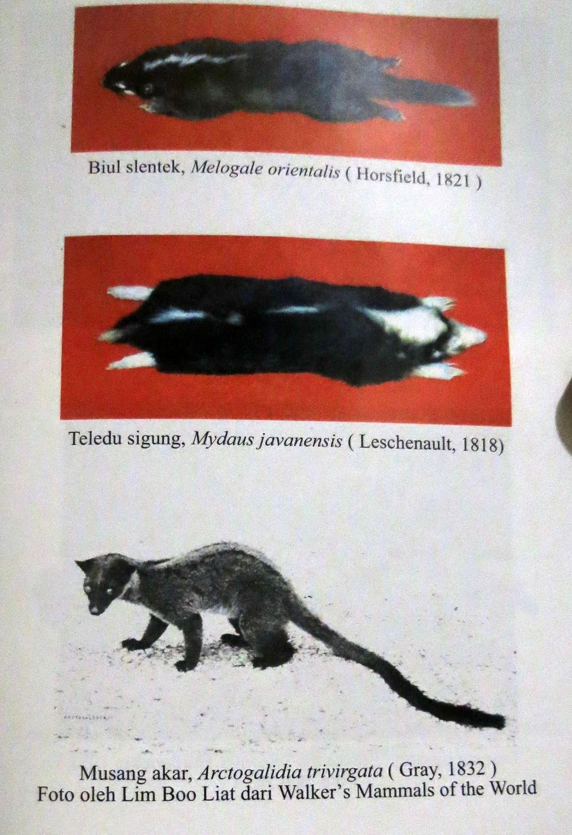 GEDE NATIONAL PARK - JAVA BARAT INDONESIA (52).JPG