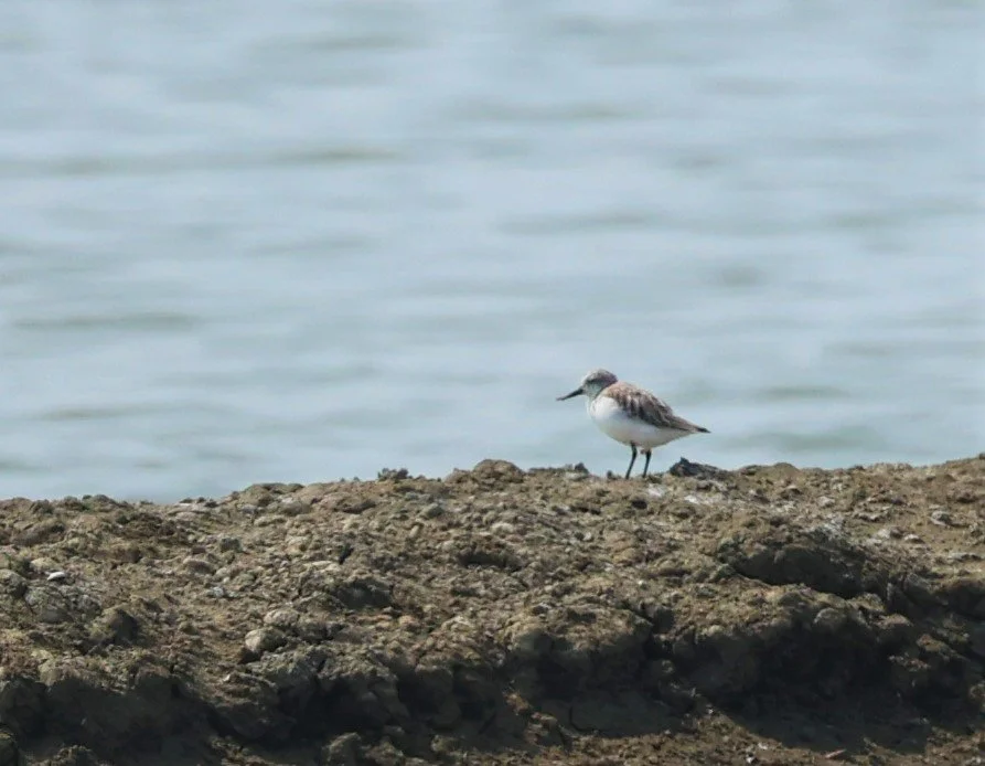 SANDPIPER - SPOON-BILLED SANDPIPER - Calidris pygmeus - PAK THALE SALT PONDS MARCH 2022 (3).jpg