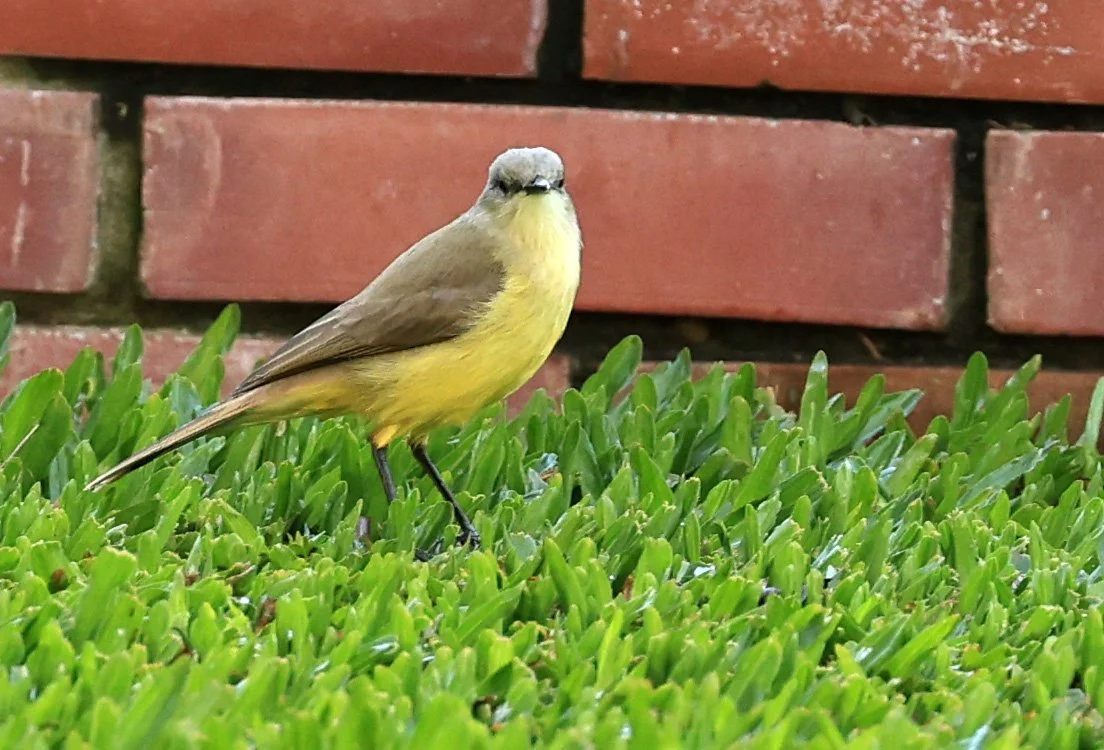 Cattle Tyrant (Machetornis rixosa) Estancia Campo'i Paraguay (8).jpg