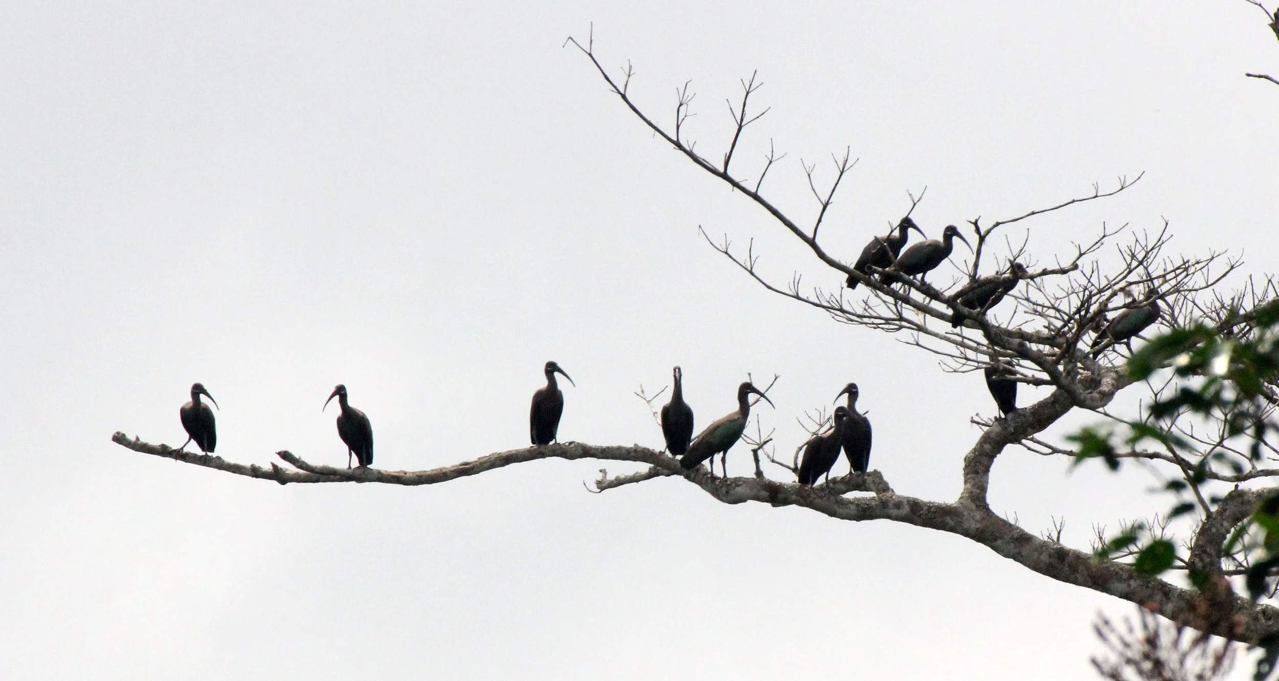 IBIS - HADADA IBIS - Bostrychia hagedash - DZANGHA NDOKI NATIONAL PARK - CENTRAL AFRICAN REPUBLIC (16).JPG