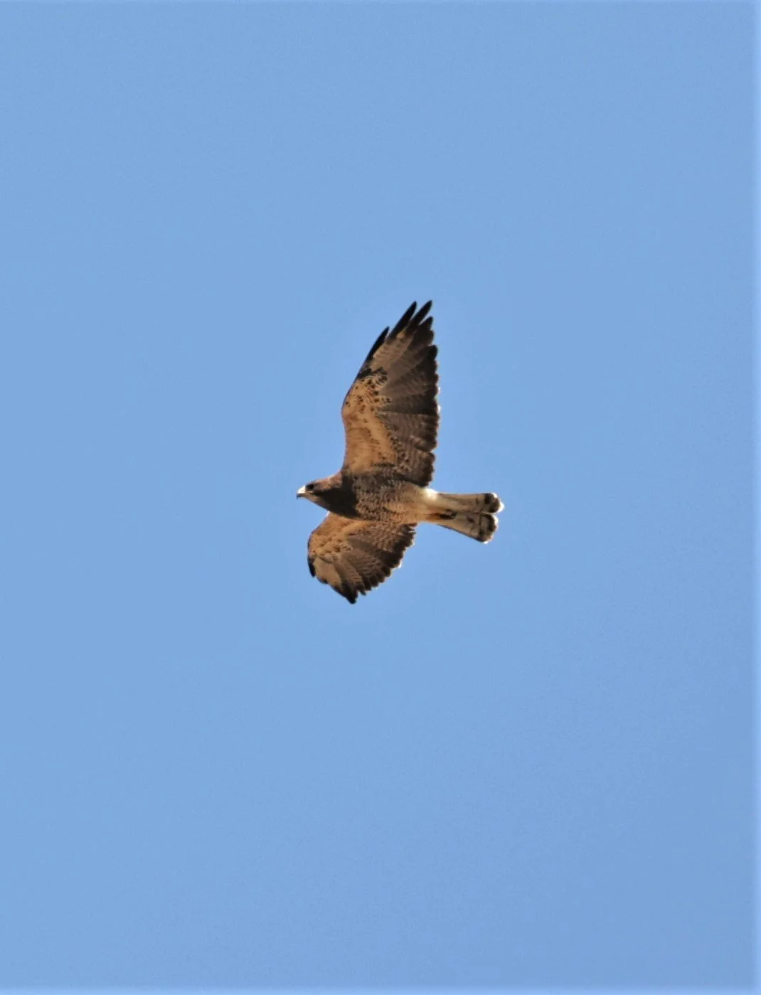 Buteo swainsoni - SWAINSON'S HAWK - SOUTH CENTRAL IDAHO MIDDLE OF NOWHERE (2).jpg