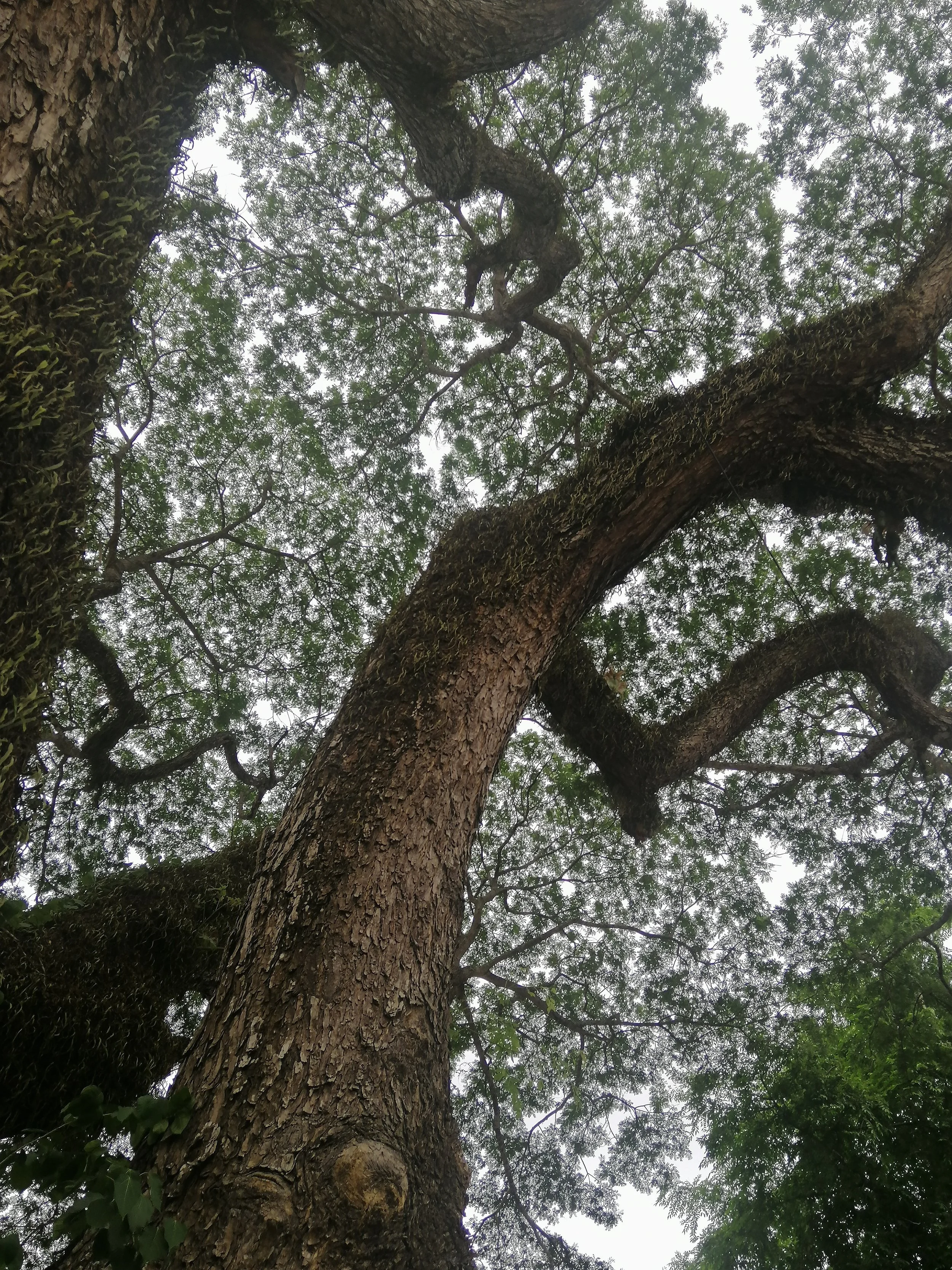 Spectacular canopy of the Rain Tree