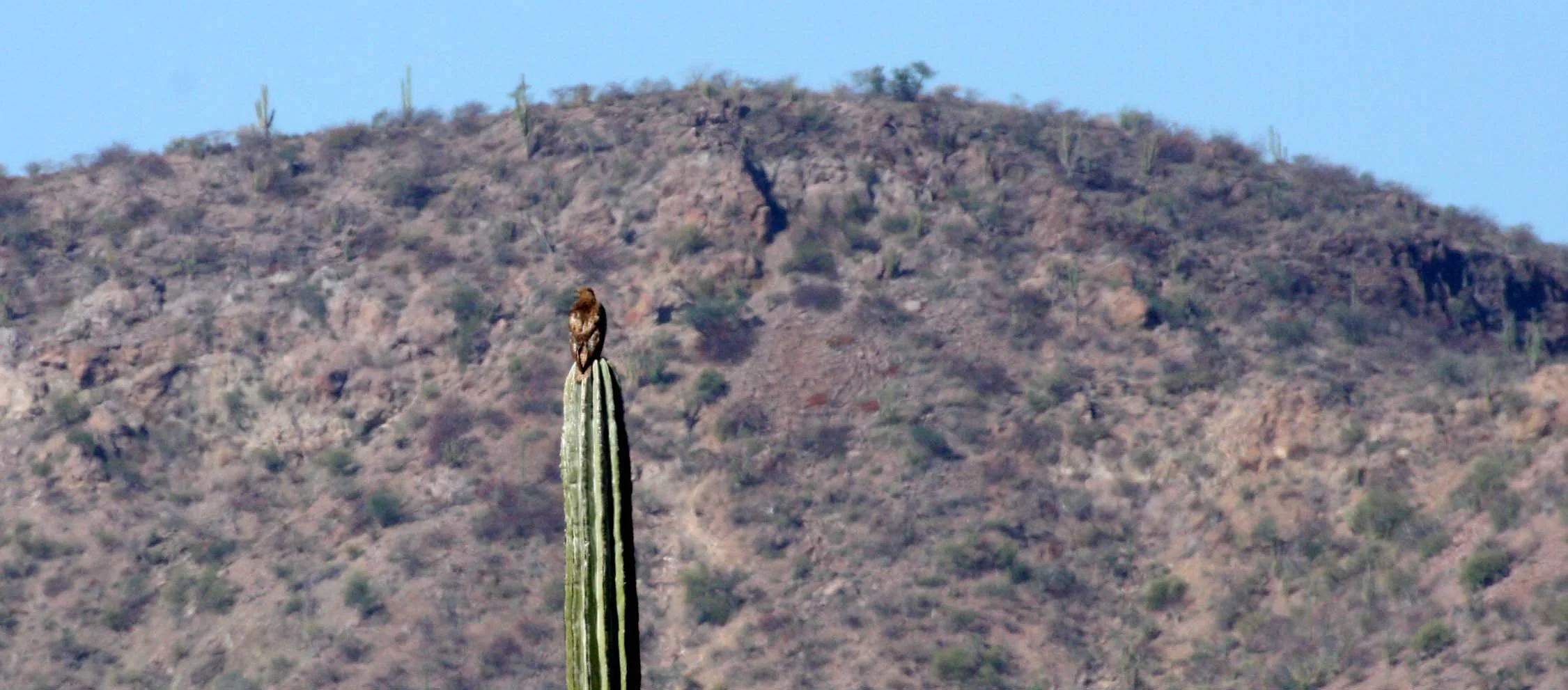 Aquila chrysaetos canadensis - AMERICAN GOLDEN EAGLE - CATAVINA DESERT OUTSIDE SANTA ROSALIA BAJA MEXICO (2).JPG
