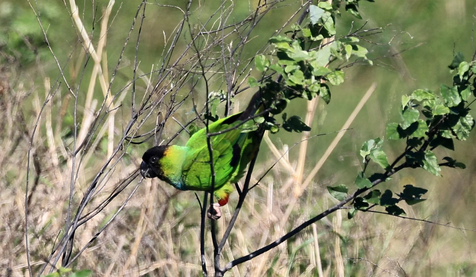 Nanday or Black-hooded Parakeet (Aratinga nenday) Wetlands along Road between Pozo Colorado & Asuncion (2).jpg
