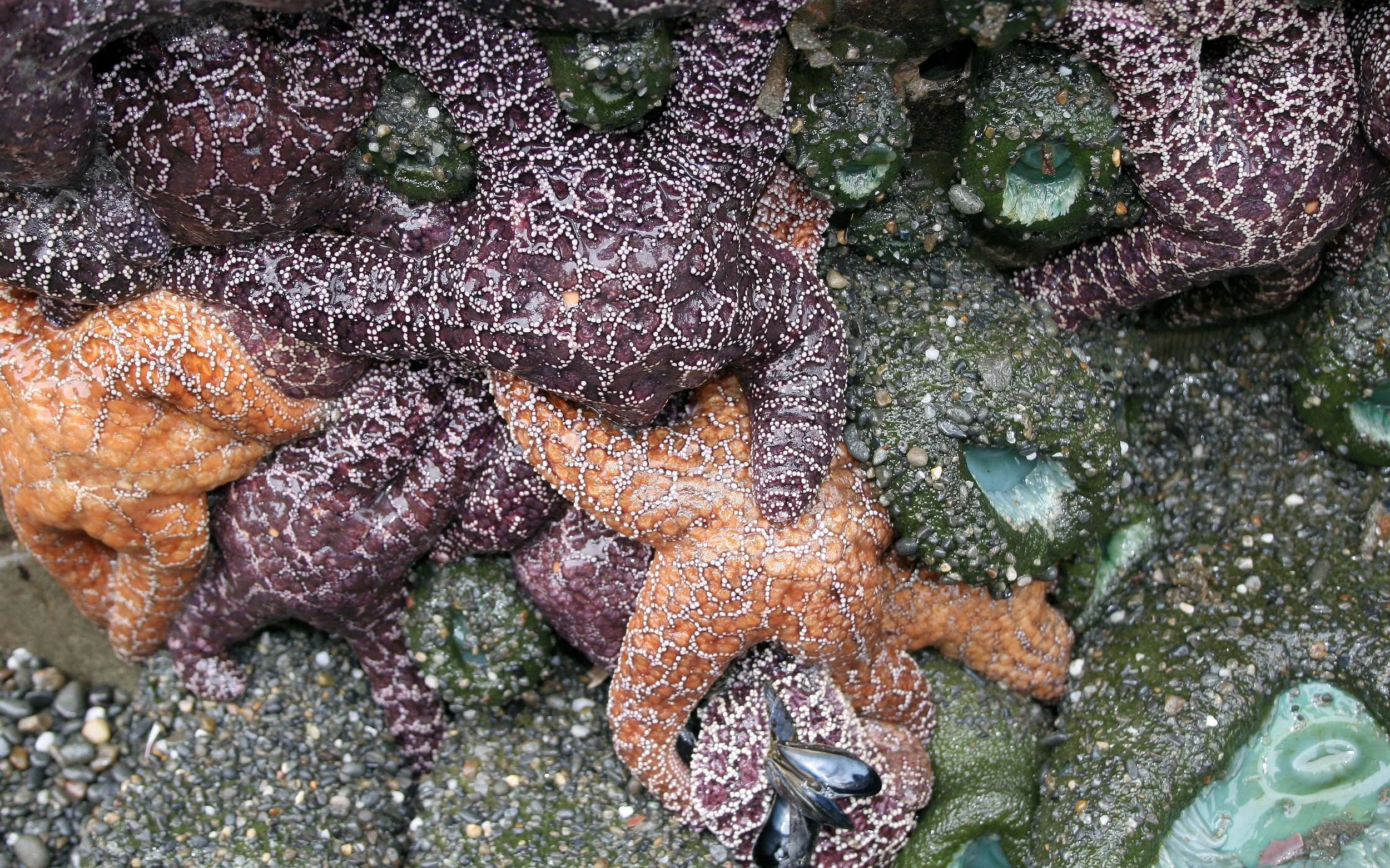 INVERTS - INTERTIDAL - ECHINODERM - PISASTER OCHRACEUS - RUBY BEACH TIDE POOLS (5).jpg