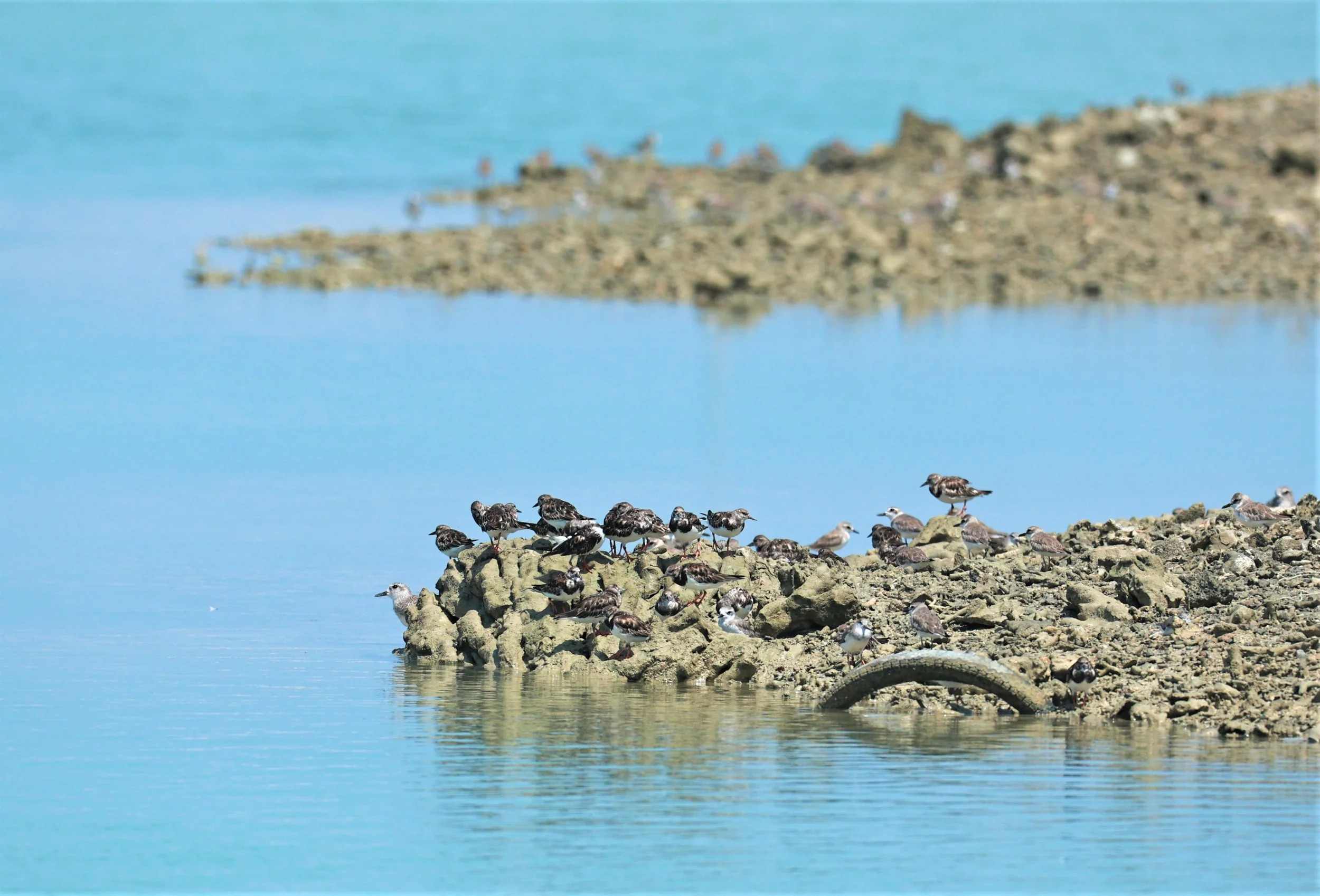 TURNSTONE - RUDDY TURNSTONE - Arenaria interpres - Laem Pakarang, Phang Nga Province Feb 19 2023 (5).jpg