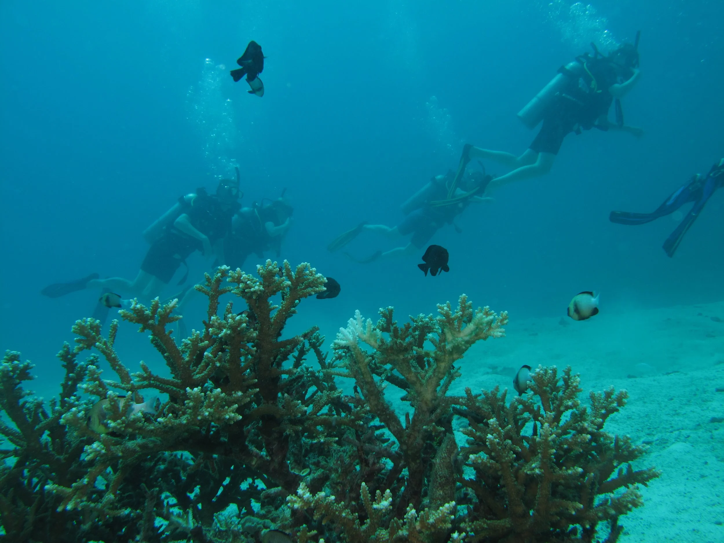 2013 Koh Lanta Dive Trip Koh Ha (50).jpg