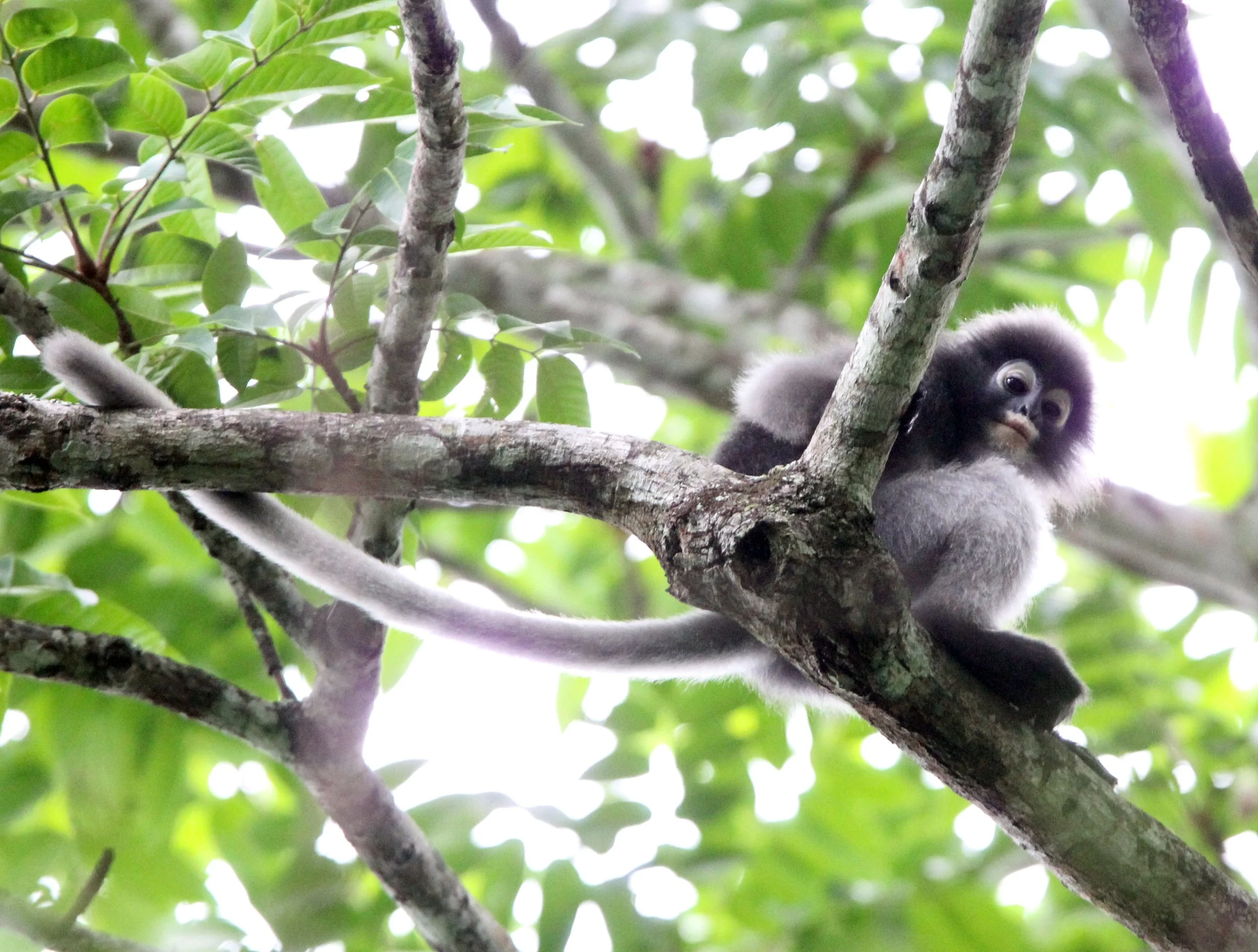 CERCOPITHECIDAE - Trachypithecus obscurus flavicauda - DUSKY LANGUR - KAENG KRACHAN NATIONAL PARK THAILAND (7).JPG